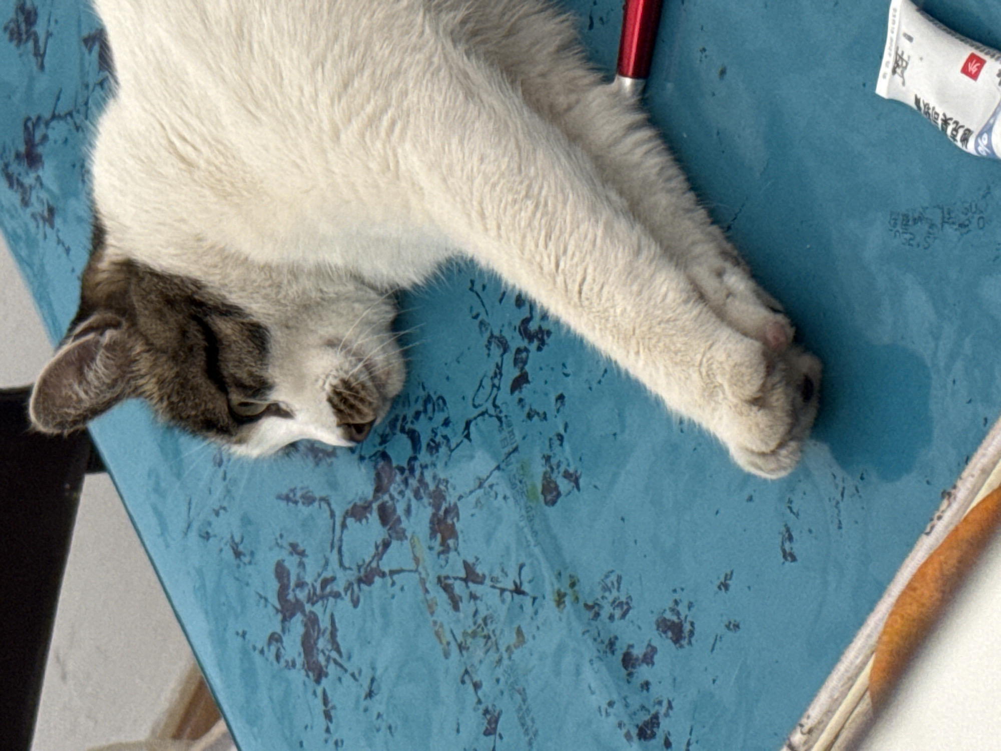 A cat with white and brown fur is lying on a blue surface with brown markings. The cat's right paw is extended, and there is a red object and a tube of what appears to be cream or ointment nearby. The blue surface has a textured pattern. No people, actions, or other interactions are visible in the frame. The location in Zhuoshui, China, cannot be verified from the image.