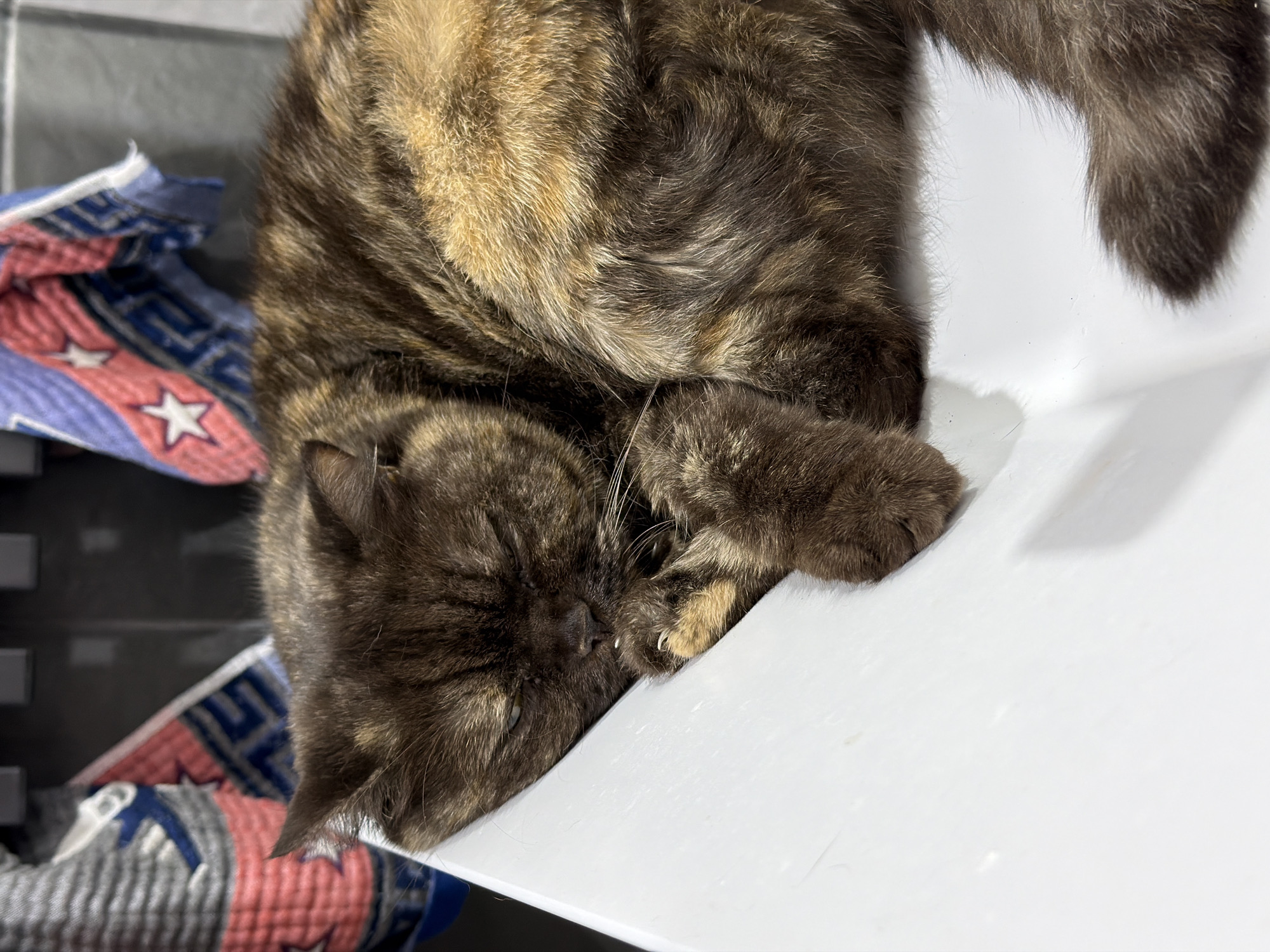 A tortoiseshell cat is lying on a white plastic surface. The cat has dark brown and tan fur. The cat's head is near the lower left corner of the image, and its tail is near the upper right corner. A blue, red, and white patterned blanket is visible in the background to the left. The location is unknown and there is no evidence to suggest that the picture was taken in the city of Chaikovsky, Russia.