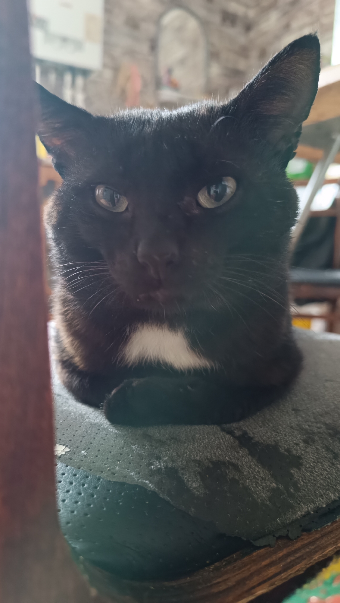 A close-up, low-angle shot focuses on a black cat with a white patch on its chest, sitting on a dark, textured surface. The cat's ears are pointed, and its green eyes are looking directly at the camera. Its front paws are tucked underneath its body. The background is blurred, showing hints of a room with a brick wall, furniture, and possibly a mirror. There is a reddish-brown object, possibly a chair leg, on the left side of the frame. The lighting suggests an indoor environment, with light coming from the left. The image provides no information about the city of Karsha, Russia.