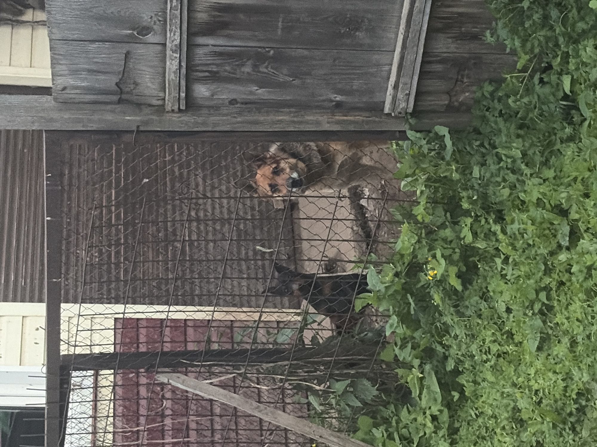 The image depicts two dogs behind a wire fence in an outdoor setting. One dog, a black one, is positioned on the left side of the frame, partially obscured by the fence. The other dog, a larger, brown and tan dog, is to the right, looking towards the viewer. The fence itself is made of wire mesh and appears to be a boundary around an area with overgrown vegetation. Behind the fence, there is a corrugated metal structure and a wooden fence on the far right. The foreground is filled with lush green plants, some of which have small yellow flowers. The scene appears to be a backyard or an enclosed area within a residential or semi-rural environment. There are no people visible in the image. The lighting suggests it may be daytime, possibly overcast.