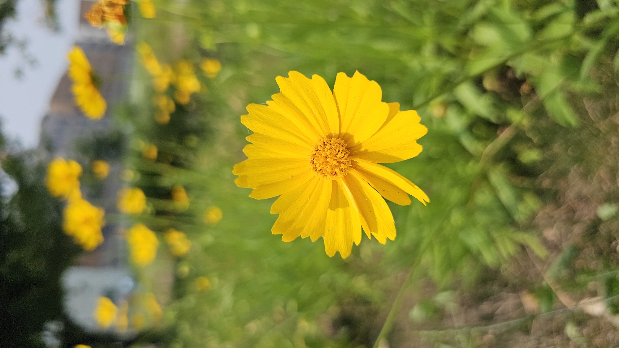The image shows a close-up of a single, vibrant yellow flower in focus, with its petals radiating from a textured central disk. The flower appears to be a type of daisy or coreopsis, characterized by its numerous narrow petals and bright coloration. The background is a soft, blurred field of green grass and other yellow flowers, suggesting an outdoor setting. In the distance, out-of-focus structures resembling buildings are faintly visible, hinting at an urban or suburban environment. The lighting indicates it's daytime, with natural sunlight illuminating the scene and creating soft shadows. This specific flower is located in a park or garden area within Asan-si, South Korea, characterized by its natural landscape and proximity to urban development.