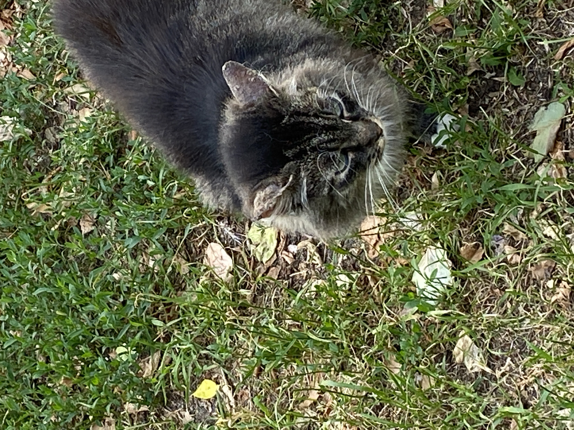 An adult, long-haired, tabby cat with blue eyes is partially visible in the foreground, looking downwards. The cat is on a patch of grass and fallen leaves. The background is out of focus, but appears to be a natural outdoor environment. There is no indication of the city of Brest, Belarus, in the image.