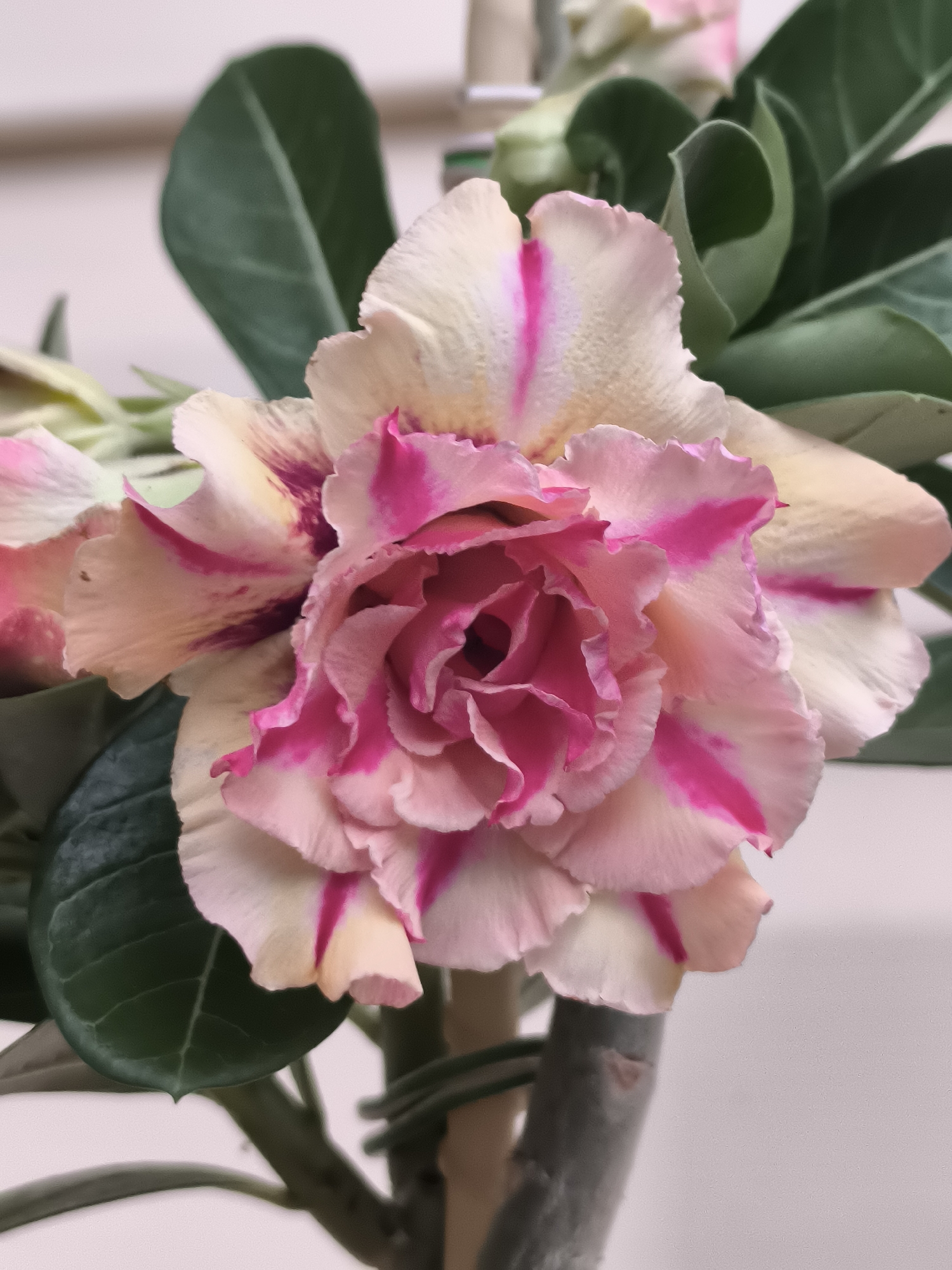 The image is a close-up, eye-level, macro photograph of a pink and cream desert rose flower. The flower is in full bloom, with multiple layers of ruffled petals. Vivid pink streaks run through the cream-colored petals, creating a striking contrast. The center of the flower is a deep pink, with intricate petal formations. Dark green leaves surround the flower, some blurred in the background. The flower is attached to a thick, grey stem, which is partially visible. The background is a soft, neutral color, likely a wall, with a slightly textured appearance. The lighting is even, highlighting the details and colors of the flower. No people or animals are present. The image does not provide any information about its location in the city of Probuzhdenie, Russia.