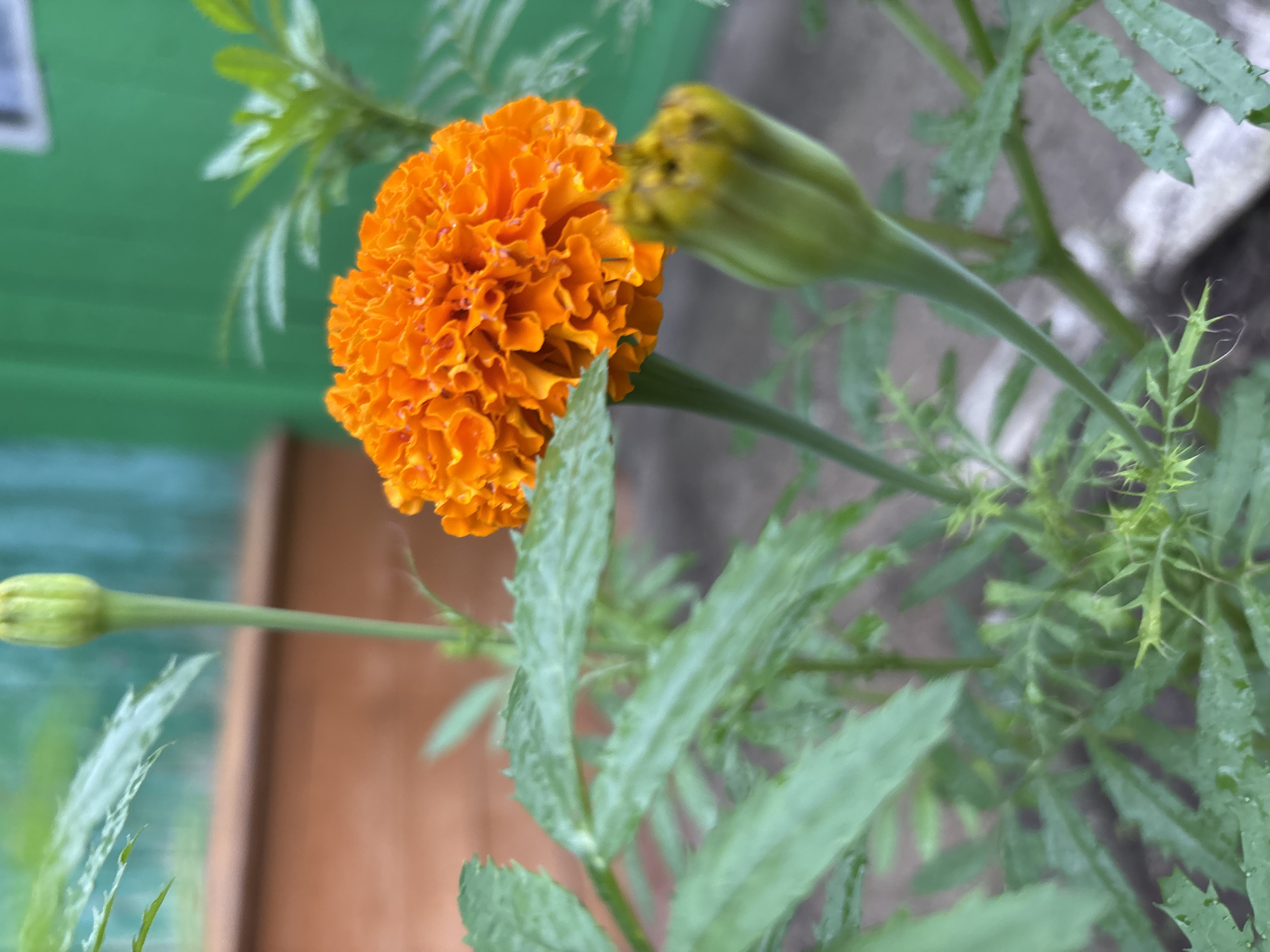 An orange marigold flower is in full bloom, its petals a vibrant and ruffled texture, slightly wet. It is positioned to the right of center in the frame. Below and to the right of the bloom is a closed marigold bud, green and slightly fuzzy. The marigold plant has several serrated green leaves and stems visible, some of which are also wet. In the background, a blurred, light brown wooden fence is visible on the left, and a blurred, bright green wooden structure, possibly a building, is on the right. The ground appears to be a mix of concrete and soil. There are no people or animals present. The location is not specified as Gonja, Russia.