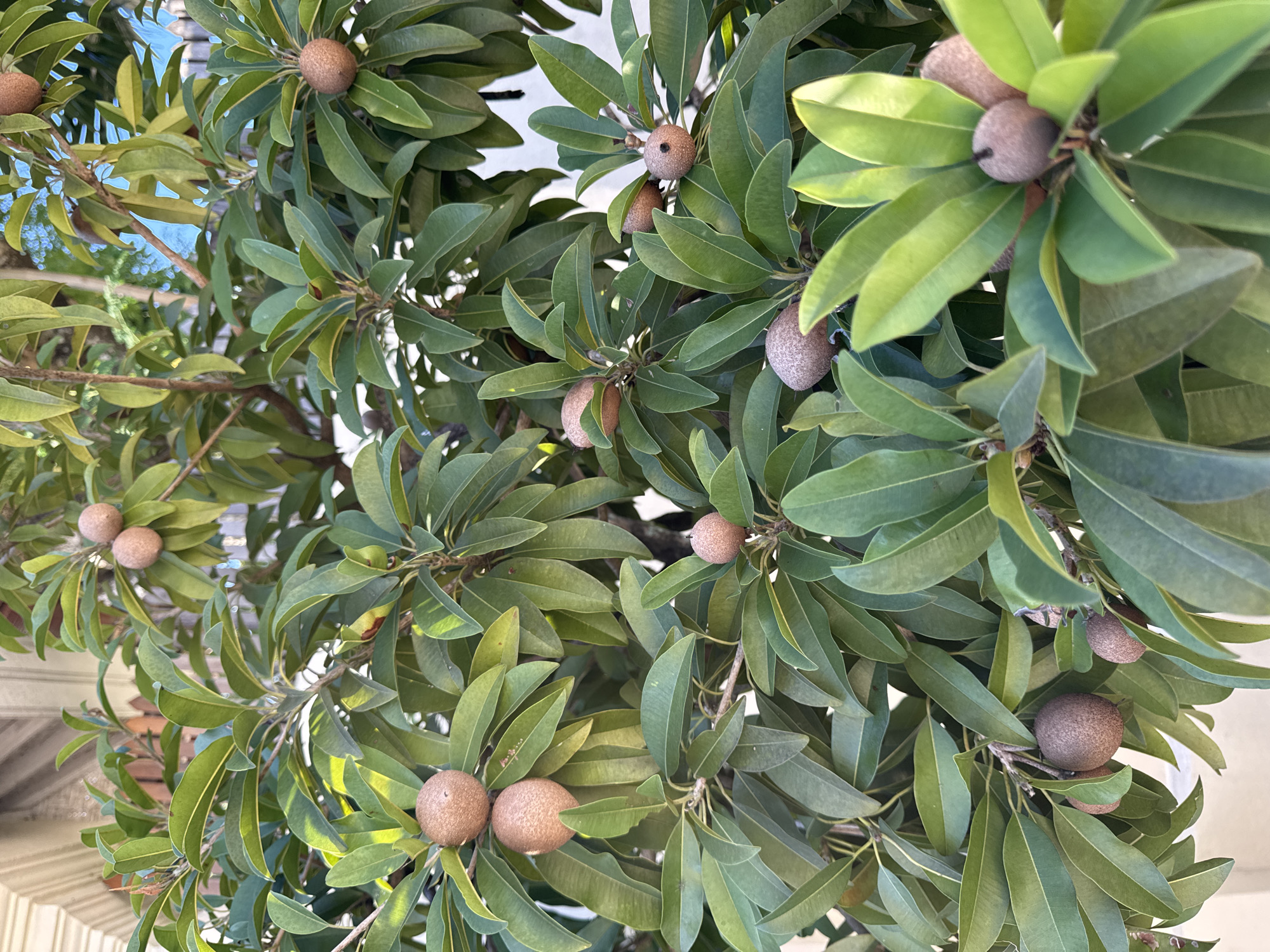 A close-up shot of a sapodilla tree (Manilkara zapota), laden with ripening fruit. The oval-shaped, brown fruits are scattered amongst the dense, green, leathery leaves of the tree. The location is likely Kuta, Indonesia. The focus is on the tree itself. The light appears to be natural daylight. The edges of the tree extend beyond the frame. A small section of a light-colored building is visible along the bottom of the image.