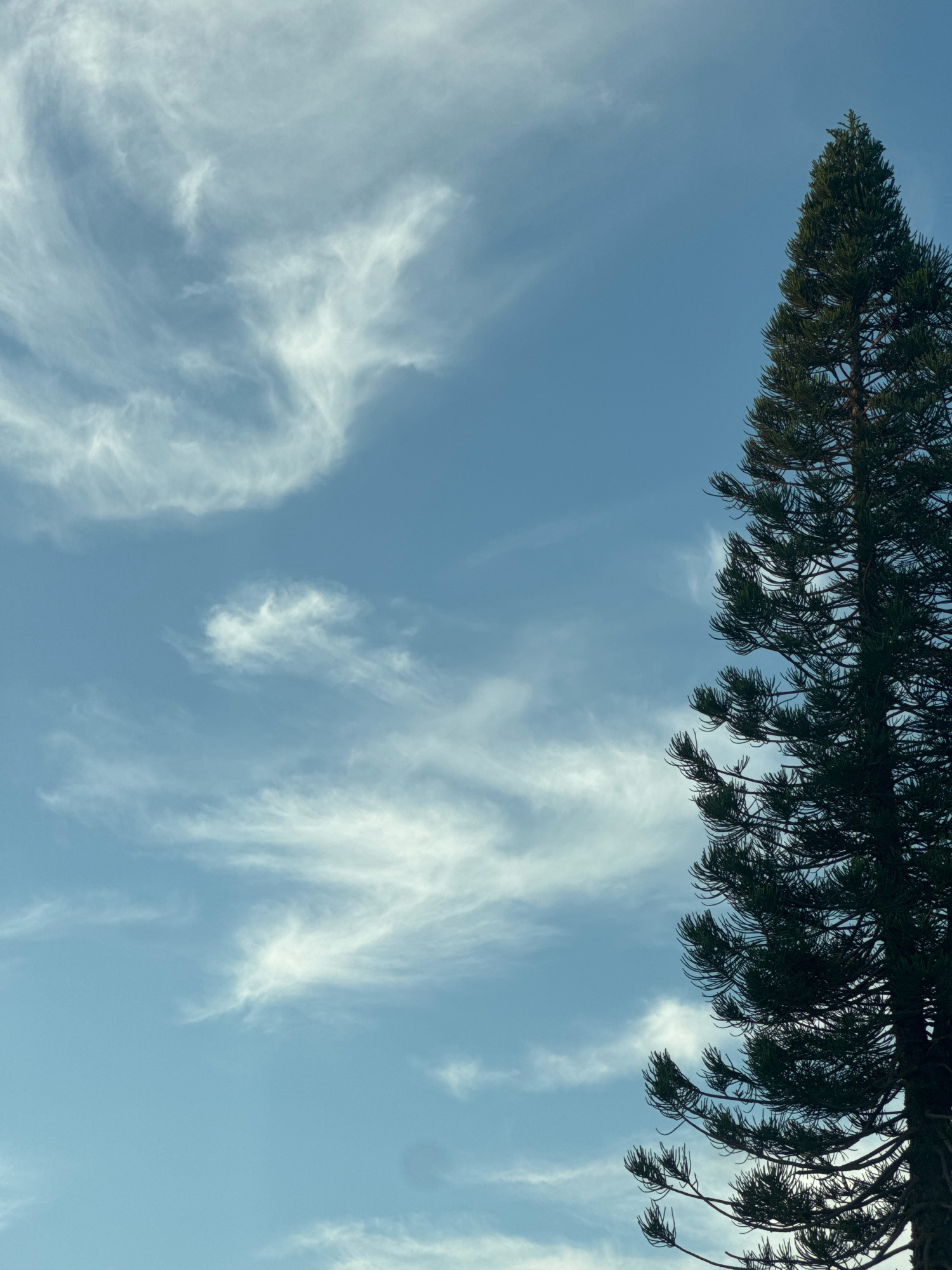 A close-up, full-frame shot captures the upper portion of a tall, dark green coniferous tree on the right side of the frame, silhouetted against a bright blue sky filled with wispy, white cirrus clouds. The tree's branches extend towards the left, their needles creating a dense texture. The clouds are spread across the sky, with some appearing more defined and others more diffuse, creating a sense of depth. The lighting suggests it is daytime, with the sun likely high or to the side, casting no strong shadows visible within the frame. The environment depicted is outdoors, likely in a place with clear skies and vegetation, such as the Agios Tychona Community in Cyprus, where such trees are common. There are no people, animals, or man-made structures clearly visible in the image.