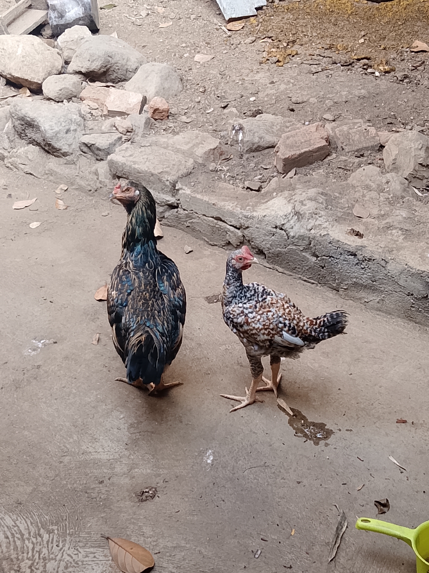 Two chickens stand on a concrete surface in what appears to be an outdoor area. The chicken on the left is larger, with dark iridescent plumage and a long neck. The chicken on the right is smaller and speckled with brown, white, and black. Behind them, a rocky and sandy area is visible, with some scattered leaves and what looks like debris. A green plastic object is partially visible in the lower right corner of the image. The scene suggests a simple, possibly rural or backyard setting.