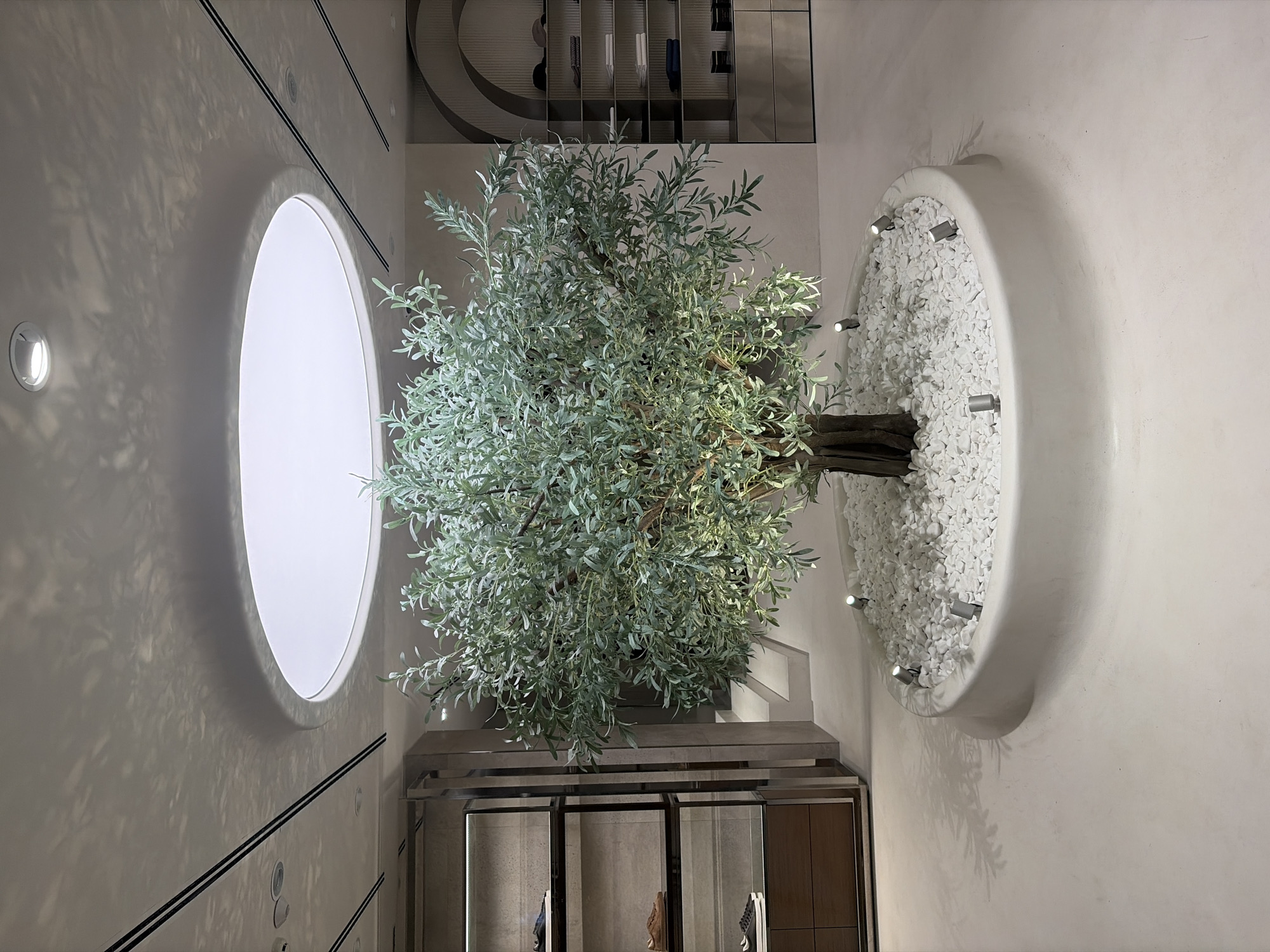 The image depicts the interior of a modern, minimalist retail space, possibly a boutique or department store, in Sofia, Bulgaria. Dominating the center of the frame is a large, artificial olive tree, its branches laden with silvery-green leaves. The tree is planted in a circular, raised white planter filled with white pebbles. Several small, upward-facing spotlights are embedded around the perimeter of the planter, illuminating the tree and casting dappled shadows on the surrounding pale floor and ceiling.
Above the tree, a large circular skylight or light fixture is recessed into the white ceiling, casting a bright, diffuse light. The ceiling also features linear recessed lighting and ventilation elements.
To the left of the tree, a tall display shelf unit made of metal and glass showcases footwear. The shelves hold several pairs of men's shoes, with a dark wooden cabinet beneath.
To the right of the tree, another display unit with arched detailing holds various folded garments, hats, and boxes, also on metal shelves.
The overall environment is clean, bright, and uncluttered, with a neutral color palette dominated by whites, grays, and subtle earthy tones, suggesting a high-end retail atmosphere. The polished floor reflects light, contributing to the overall sense of spaciousness and sophistication. There are no people visible in the image.