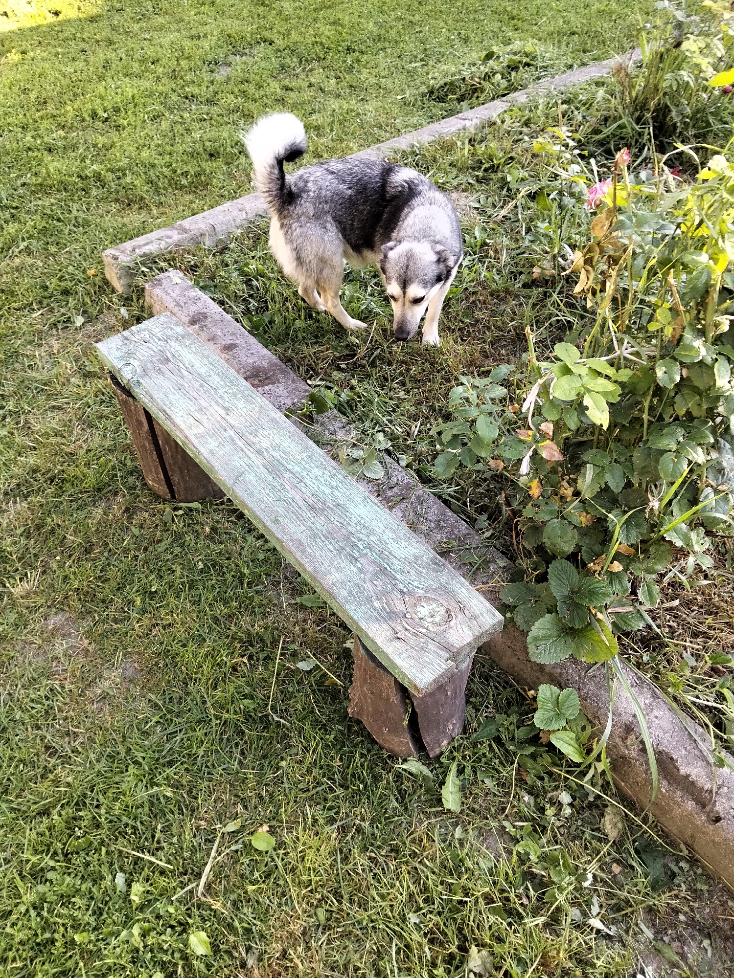 In Kliushnykivka, Ukraine, a medium-sized dog with grey and white fur, a fluffy tail, and dark eyes stands on a patch of grass near a weathered wooden bench supported by concrete blocks. The dog is sniffing the ground near a bush with green leaves and a few withered pink flowers. The environment appears to be a garden or backyard, with overgrown grass and some debris scattered around. The lighting suggests it is daytime, likely late afternoon due to the shadows.