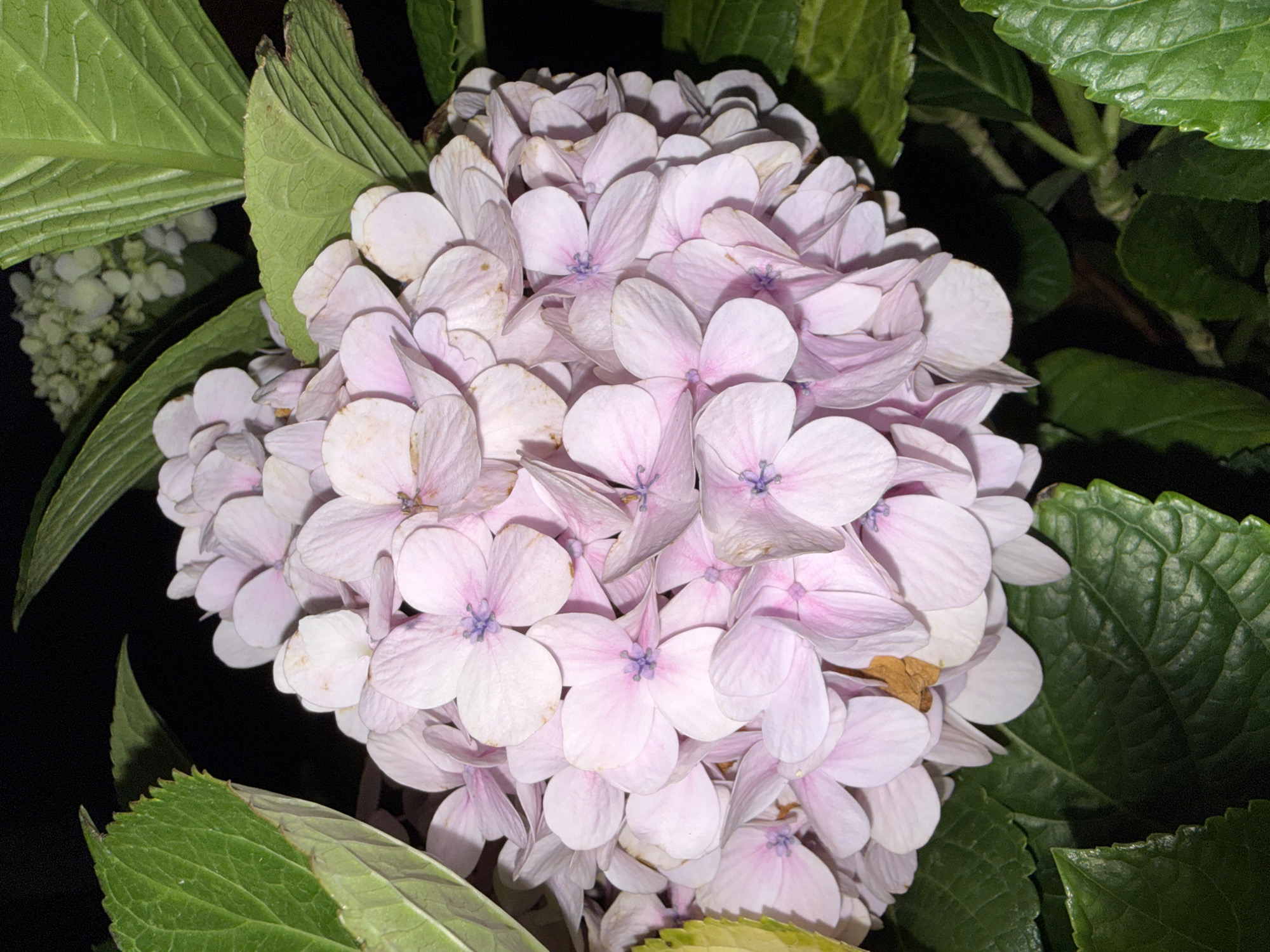 A close-up photograph features a large hydrangea flower, its petals a soft blend of white and pale pink, clustered densely to form a round bloom. The central part of each flower displays a touch of light purple. The hydrangea is surrounded by deep green leaves, providing a contrasting backdrop. The image has a focus on the details of the flower and foliage. The scene appears to be in a natural setting, possibly the Bac Natural Heritage Area Trang, Vietnam, although there is no specific contextual information provided in the image to confirm this.