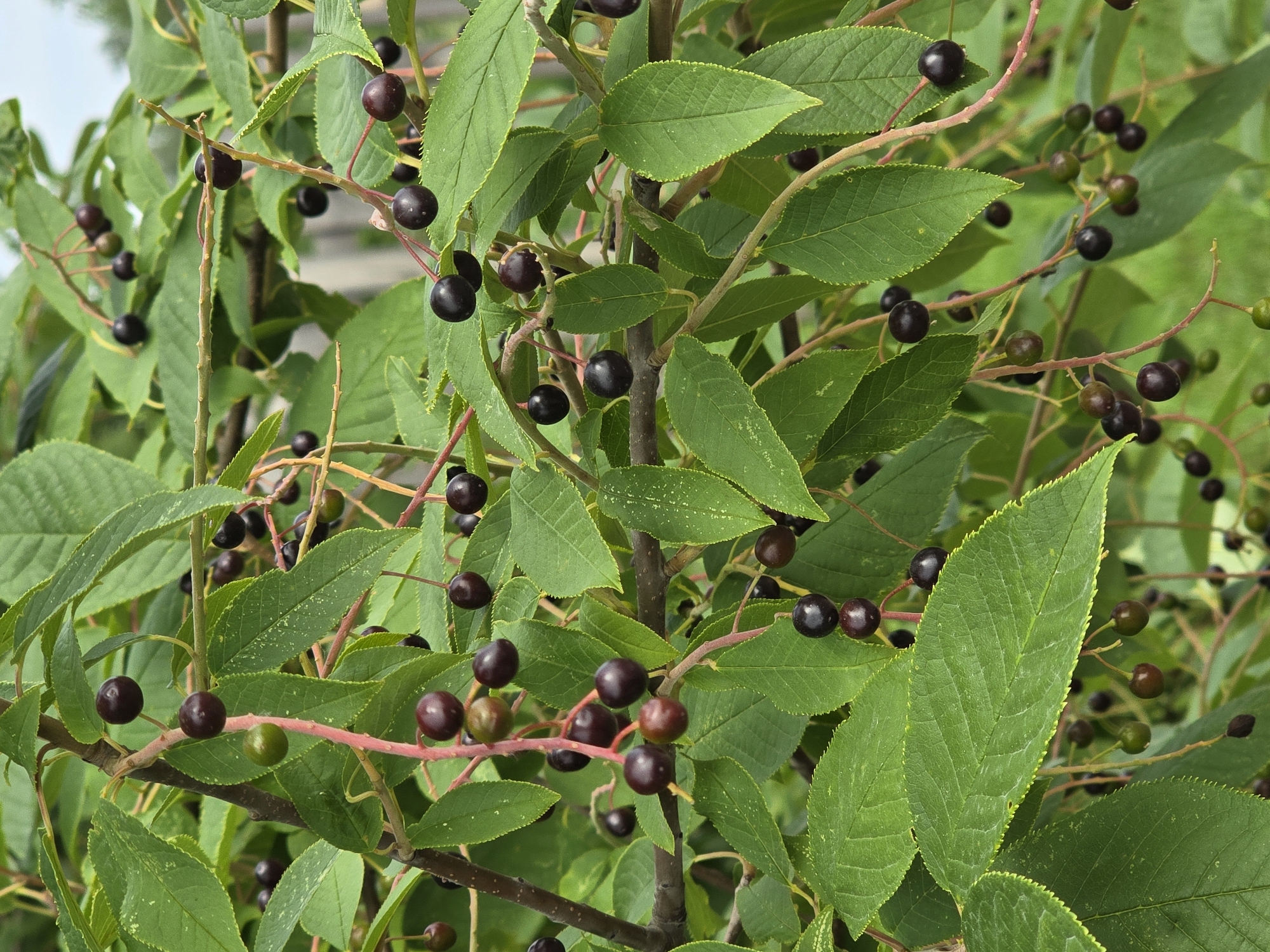 The image is a close-up shot of a tree branch laden with dark, ripe berries and green leaves. The berries are small and round, clustered on thin stems. The leaves are ovate with serrated edges and a visible vein structure. The background is softly blurred, suggesting a natural outdoor setting, possibly a park or garden. There are no people or animals visible in the image. The lighting is natural and even, indicating it was taken during the daytime. There is no information to suggest this image was taken in Ермолаево, Russia.