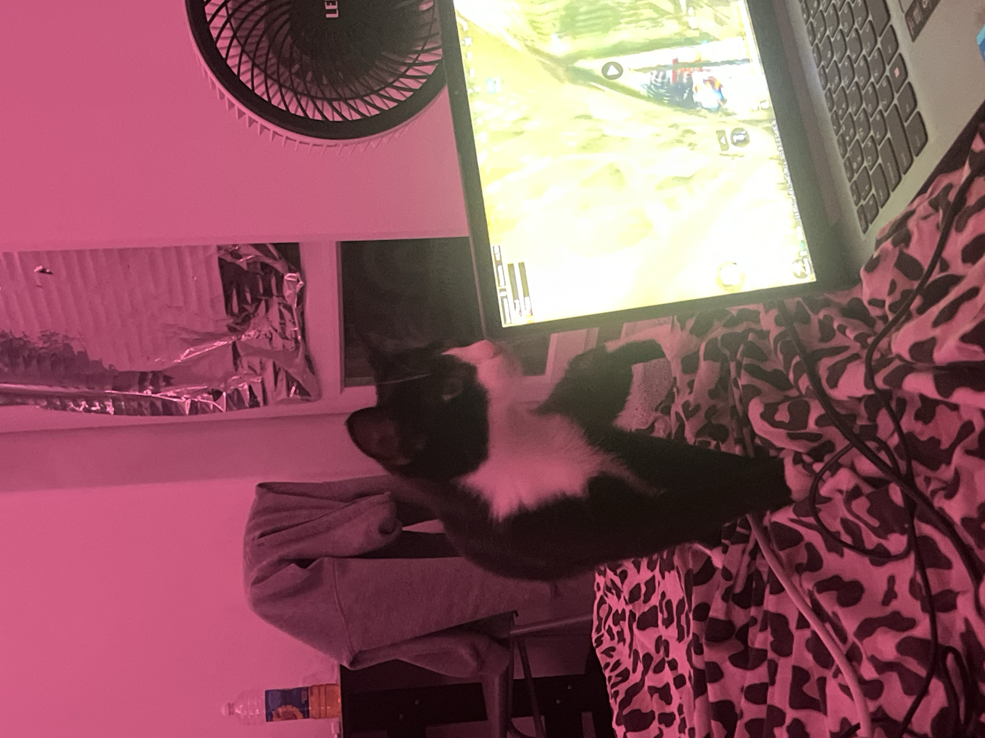 A black and white cat is lying on a leopard-print blanket next to a laptop computer, which is displaying a game screen. A fan is mounted on the wall above the computer. The photo appears to be taken indoors. There is nothing in the image to suggest a location in the city of Saint Petersburg, Russia.