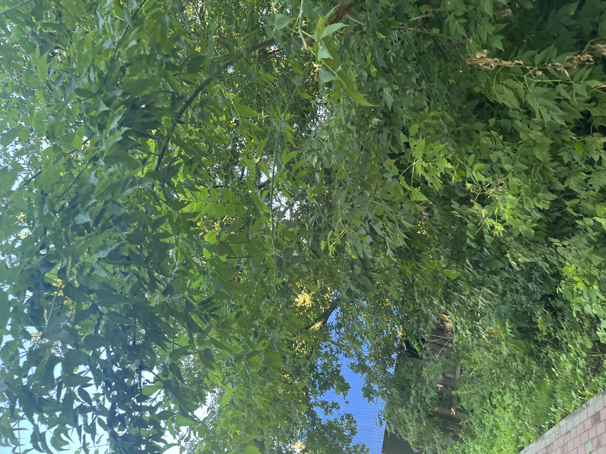 The image shows a dense canopy of green leaves from a tree in the foreground, obscuring much of the background. To the left and behind the foliage, a blue-roofed structure is partially visible, suggesting an urban or suburban setting. Below the blue roof, a weathered wooden fence or structure is also partially visible, partially covered by the vegetation. On the far left, a paved walkway with brick-like paving stones runs along the edge of the scene, bordered by overgrown green grass and smaller plants. The lighting suggests it is daytime, with sunlight filtering through the leaves. No people or animals are present in the image. The scene appears to be located in a residential or park-like area, possibly on the outskirts of Ufa, Russia, given the mention of the city.