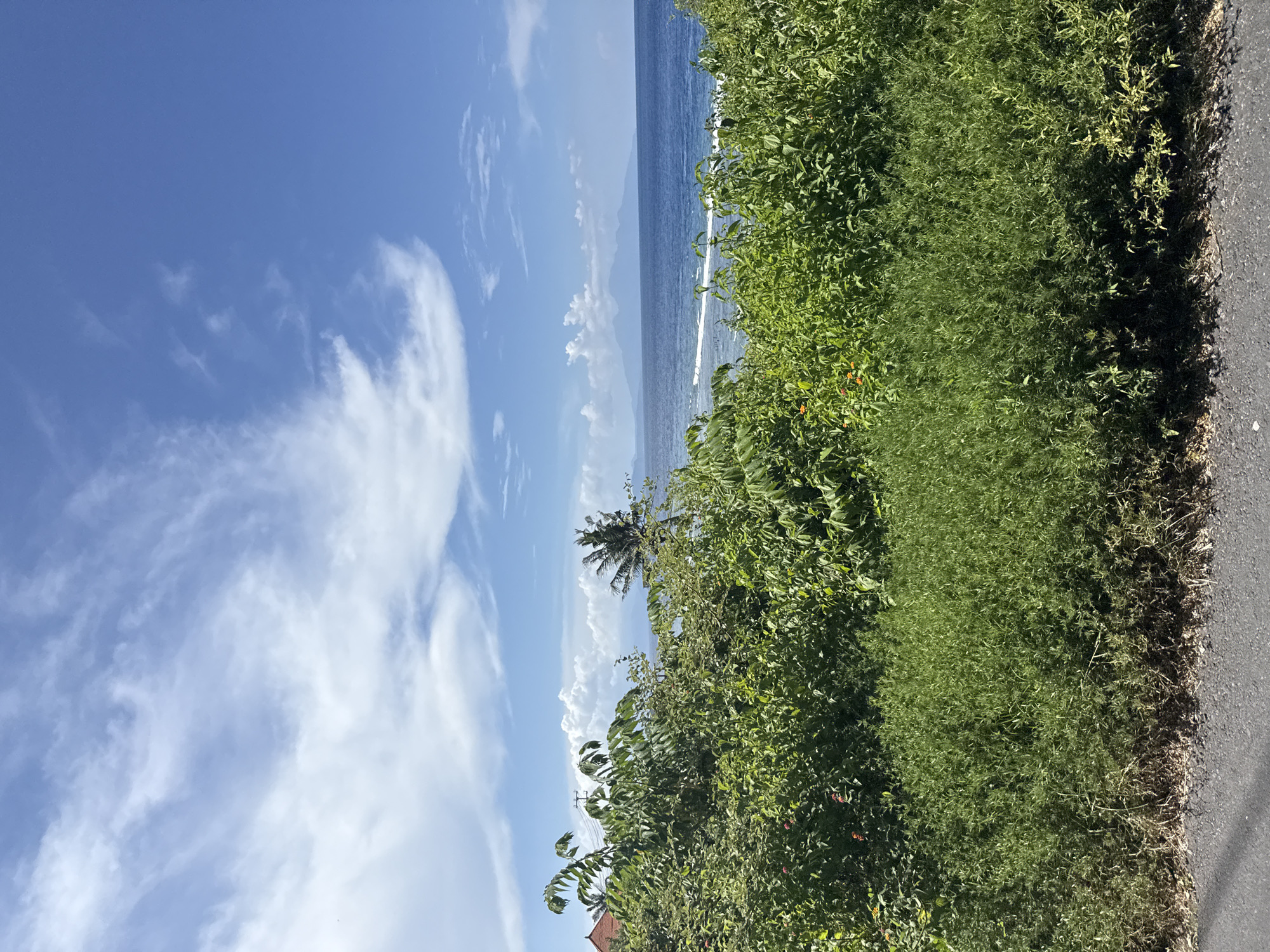 A landscape view shows a strip of gray asphalt on the right, adjacent to dense green vegetation extending toward the middle of the image. The vegetation consists of plants of varying sizes and textures. Through the vegetation, a view of the ocean is visible under a blue sky dotted with white clouds. A palm tree is also discernible between the vegetation and the ocean. The location is Batununggal, Indonesia.