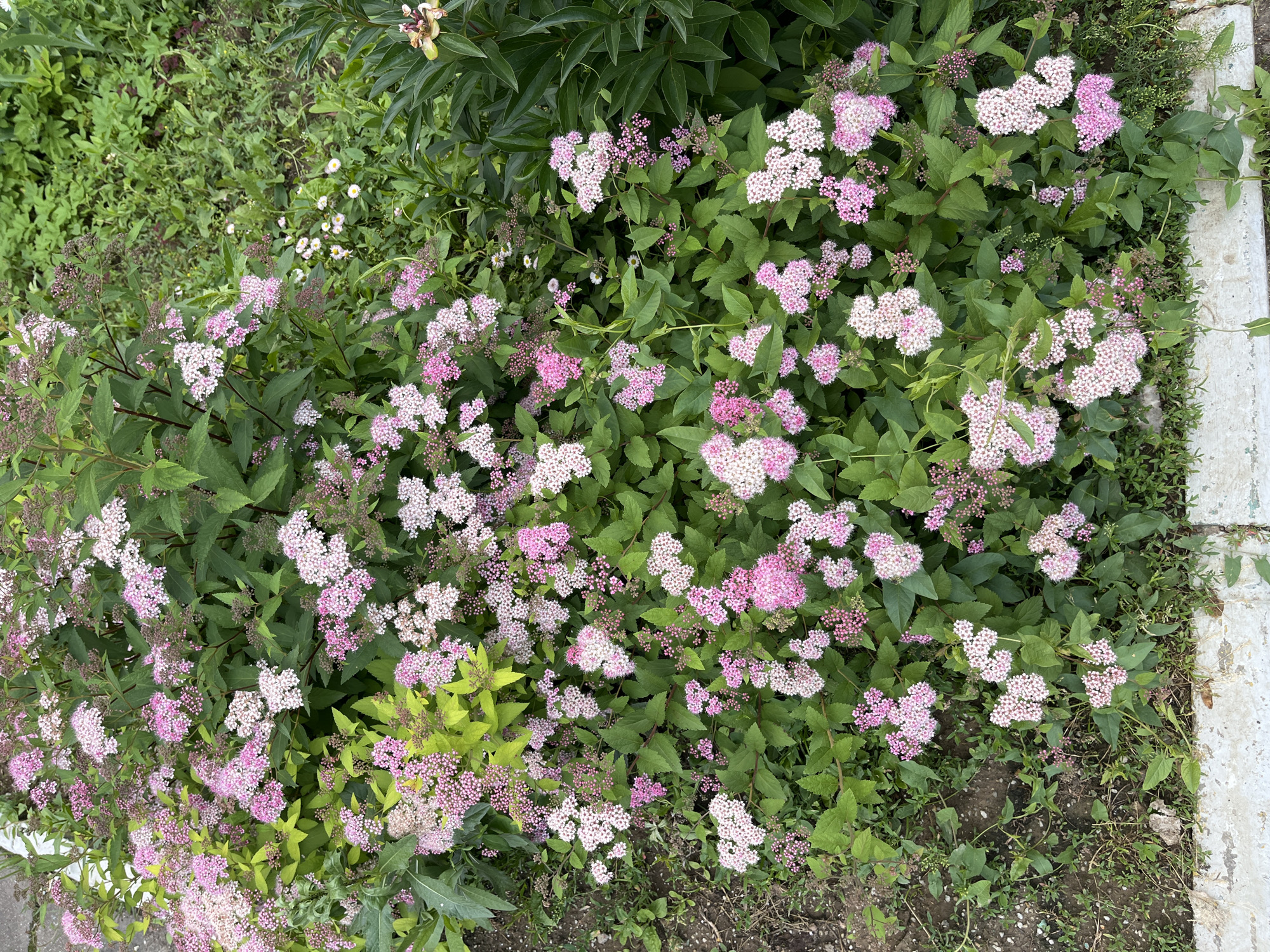 The image depicts a dense shrub with clusters of pink and white flowers, possibly a type of Spirea, blooming amidst lush green foliage. The shrub is situated outdoors, likely in a garden or park, with patches of soil and grass visible at its base, alongside a weathered white border, possibly a curb or planter edge. In the background, other green plants and a few small white wildflowers can be observed. The lighting suggests it is daytime. The scene does not contain any identifiable landmarks that would indicate a specific location within Moscow, Russia. There are no people or any discernible actions taking place.