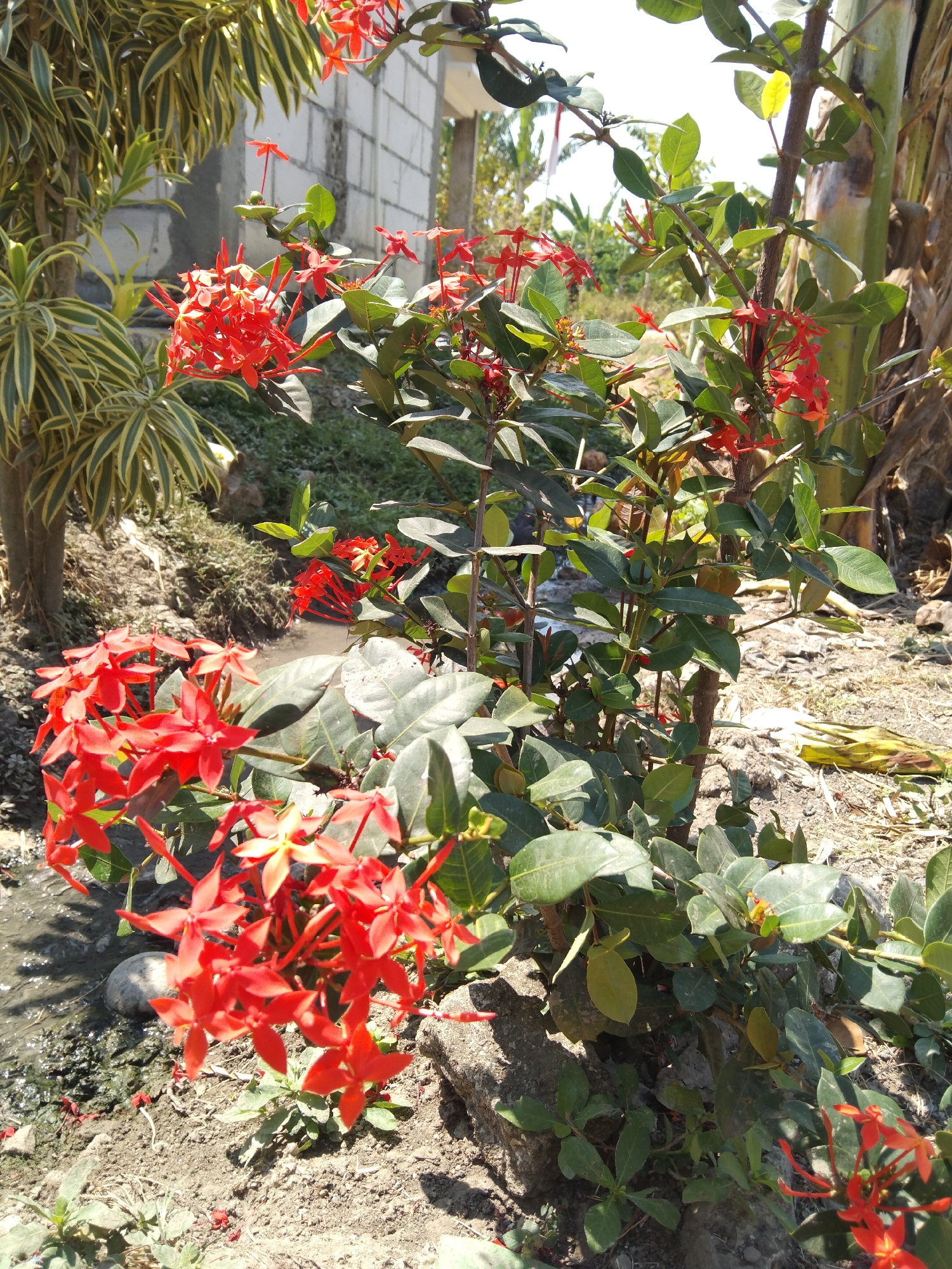 In Buntalan, Indonesia, a close-up, eye-level shot captures a vibrant Ixora plant with clusters of small, star-shaped red flowers. The plant's dark green leaves are glossy, with some showing lighter green or yellowish variegation. The foreground is dominated by the Ixora plant, with its flowers and foliage extending towards the viewer. The ground is composed of dry, sandy soil with scattered small stones and some patches of dry grass and plant debris. To the left, a narrow stream or ditch of murky water flows, with a gray, rounded stone visible within it. Further back, other vegetation can be seen, including a plant with long, striped yellow and green leaves. The background includes a partially constructed building with white cinder blocks and rebar, and some distant trees and foliage under a bright, clear sky. The overall impression is of a natural, somewhat unkempt outdoor setting with a focus on the colorful Ixora flowers.