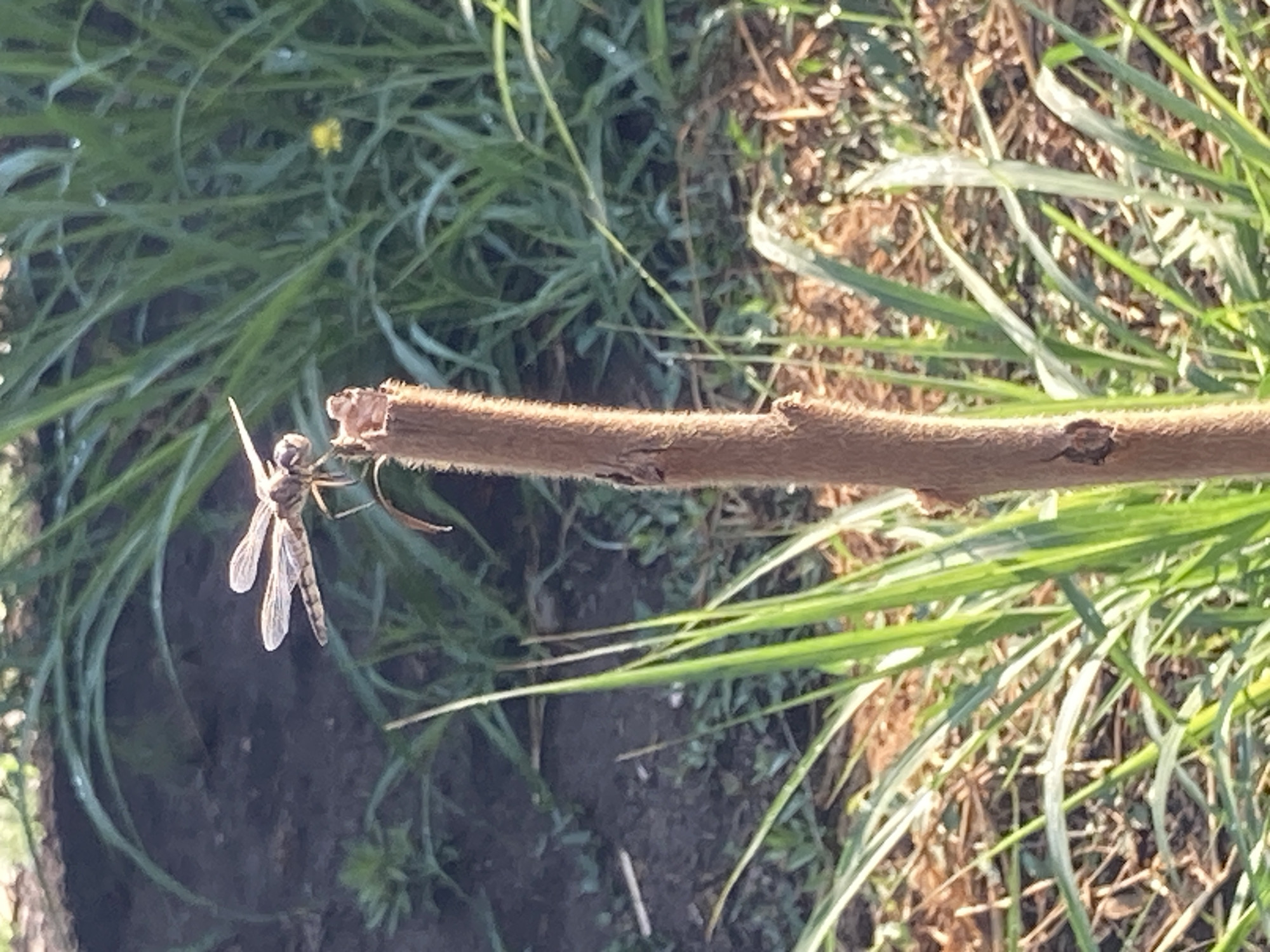 A close-up, eye-level shot captures a dragonfly perched on a thin, brown, fuzzy twig in the foreground. The dragonfly, with its body in sharp focus, has translucent wings that appear to be veined. It is positioned facing left, with its head angled slightly downwards. Behind the twig and dragonfly, the environment transitions to a backdrop of lush green grass, some of which is out of focus. The ground appears to be covered in dark soil and some dry leaves or mulch. A small yellow flower is visible in the background among the green foliage. The lighting suggests it is daytime, with sunlight illuminating the scene. The image was taken in Kozet, Russia, likely in a natural or garden setting.