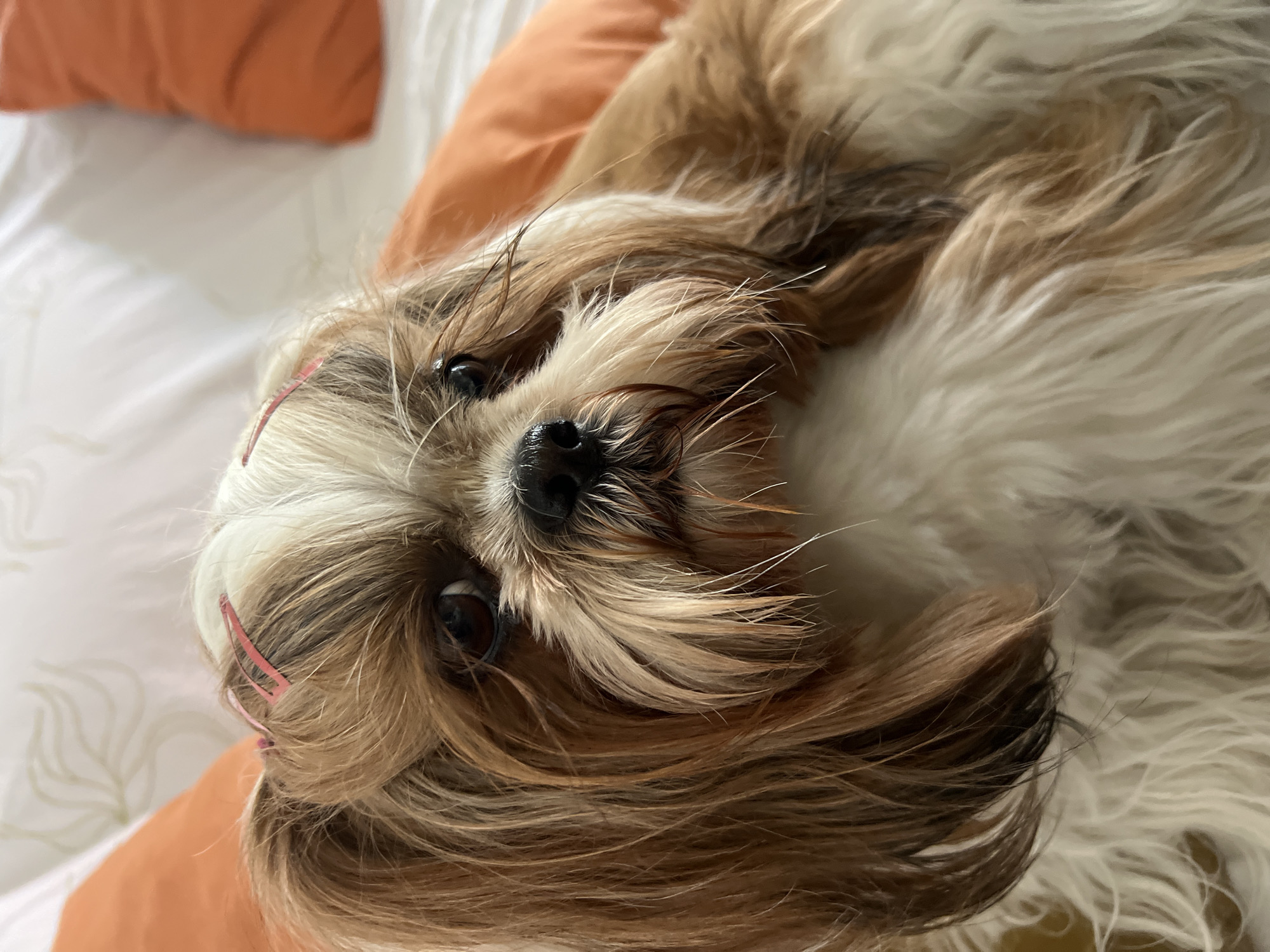 A Shih Tzu dog is pictured with two pink hair clips securing parts of its hair on its head. The dog has a brown and white coat and is looking directly at the camera. It is lying on a surface that appears to be a bed with orange and white pillows in the background. The image is a close-up shot, focusing on the dog's face and upper body. There is no discernible information about the location in the city of Kleosin, Poland, within the image itself.