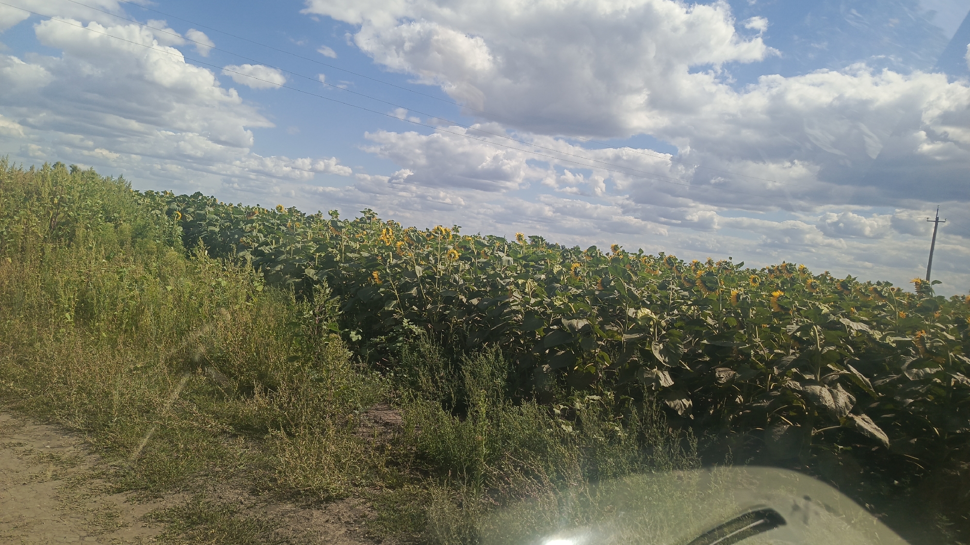 The image captures a panoramic view of a vast sunflower field under a partly cloudy blue sky. The field, densely populated with sunflowers, stretches across the horizon, with their bright yellow heads visible above the lush green foliage. The foreground features a dirt path and a patch of tall, wild grass. In the distance, a utility pole stands tall against the sky, and power lines crisscross the upper portion of the frame. The scene suggests a rural or semi-rural setting, possibly on the outskirts of Oktyabr'skii Gorodok, Russia, given the provided context. The lighting indicates it is daytime, likely late morning or afternoon, given the bright sunlight and the shadows cast. There are no people or animals visible in the image.