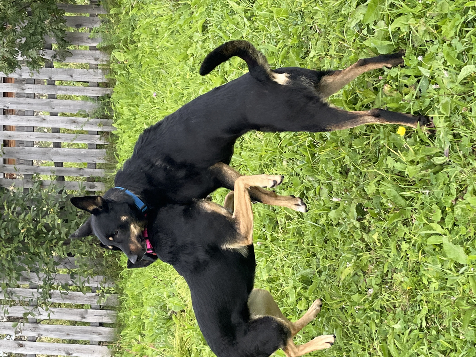 Two black and tan dogs are playing in a grassy yard in Nizhny Tagil, Russia. One dog, wearing a blue collar, stands on its hind legs, reaching out to the other dog. The second dog, wearing a pink collar, is in a lower position, facing the first dog. A weathered wooden fence with vertical planks forms the background. The ground is covered in green grass with scattered small wildflowers. The scene appears to be outdoors on a casual day.