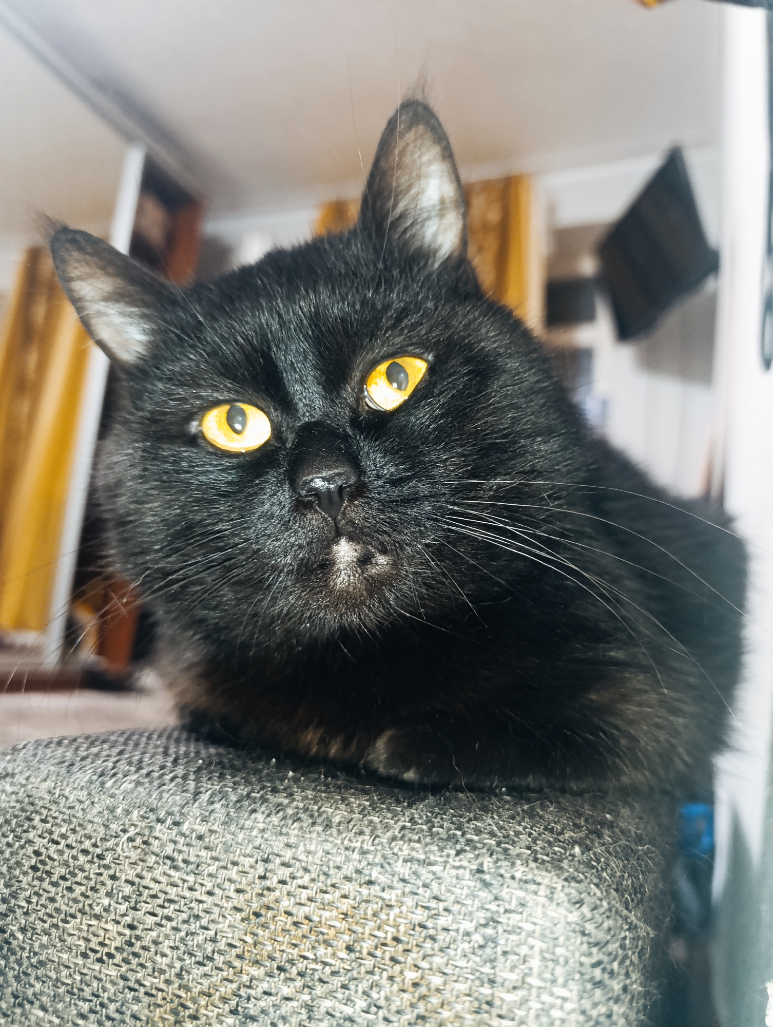 A black cat with bright yellow eyes is lying on a textured grey sofa. The cat's fur is dark and appears soft. Its gaze is directed slightly to the left of the camera. The background is blurred and shows what appears to be an indoor setting with furniture and possibly curtains. There is no indication of the city of Zlatopil, Ukraine, in the image.