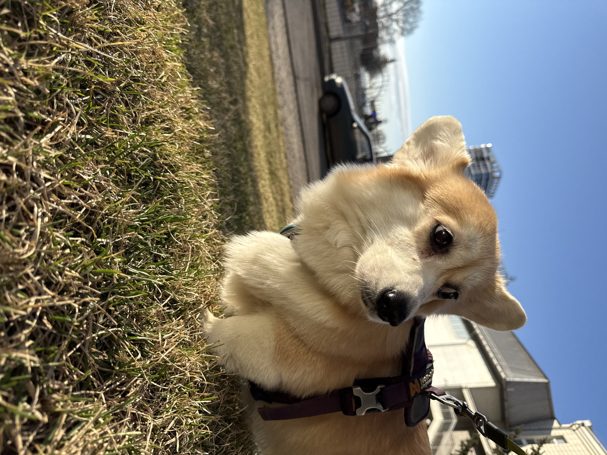 A low-angle outdoor photograph features a fawn and white Pembroke Welsh Corgi dog in the foreground, lying on a patch of grass. The dog's head is tilted slightly, and it gazes directly at the camera with dark, attentive eyes. Its coat displays shades of tan, white, and reddish-brown, and it wears a dark purple harness with a silver buckle, featuring the visible brand name "NON-STOP". A leash clip is attached to the harness.
The foreground grass is a mix of dry, light brown, and green blades, brightly illuminated by direct sunlight, creating distinct shadows. Behind the dog and to its right, a paved surface, likely a road or path, stretches into the midground. A dark-colored car is partially visible parked near this paved area. Further back, under a clear, brilliant blue sky, several buildings can be seen, including a white multi-story structure with windows and another building with a grey facade, suggesting an urban or suburban environment. The intense sunlight and clear sky indicate a bright, sunny day, likely midday or early afternoon in Krasnoyarsk, Russia. The image captures the dog in a moment of curious observation or rest during an outdoor excursion.