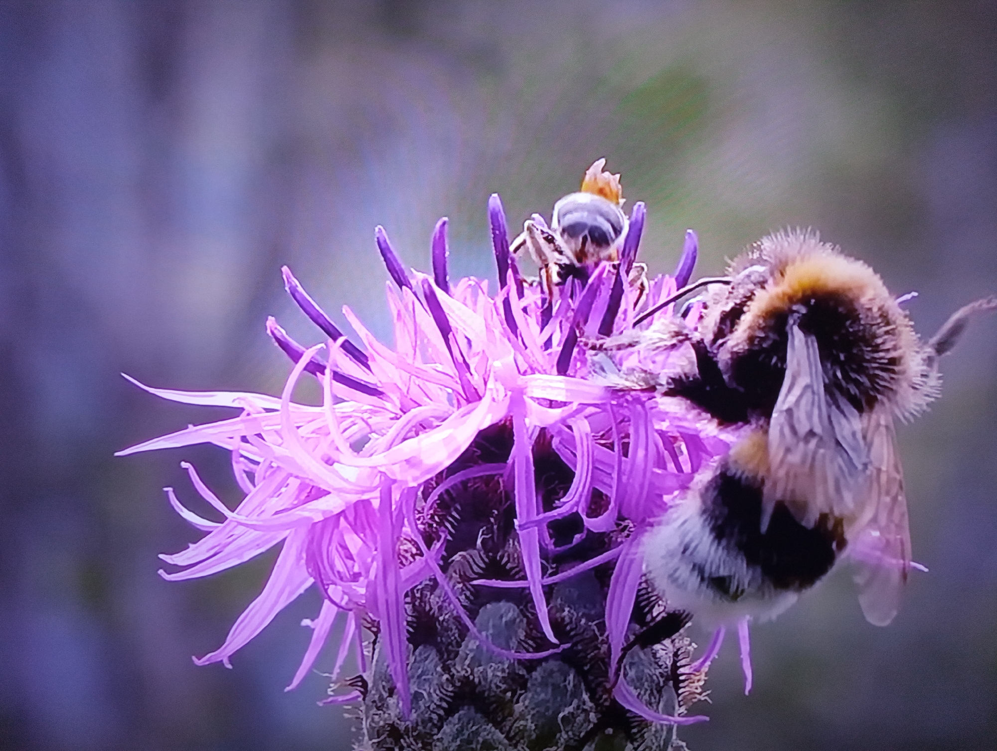The image shows a close-up of a purple thistle flower with two bees. One bee is on top of the flower, facing away from the camera, with its head down. The other bee is on the side of the flower, facing to the right, with its body partially obscured by the petals. The flower has delicate, spiky petals that are a vibrant shade of purple. The background is blurred and consists of soft greens and purples, suggesting an outdoor setting during daylight. The focus is sharp on the bees and the flower, highlighting their textures and details. The lighting appears natural, with no harsh shadows. There is no visible text in the image.