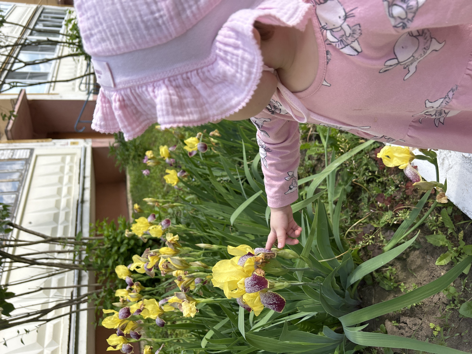A young child wearing a pink sun hat and a pink dress with a bunny pattern is outdoors, reaching out to touch a yellow iris flower. The child's left hand is pointing towards the flower. The irises are in bloom, with some yellow petals and dark purple markings. In the background, there is a residential building with multiple windows and balconies, typical of urban housing in Russia. There are also trees and green foliage surrounding the flower bed. The scene appears to be in a courtyard or a public garden area within the city of Noviy, Russia.