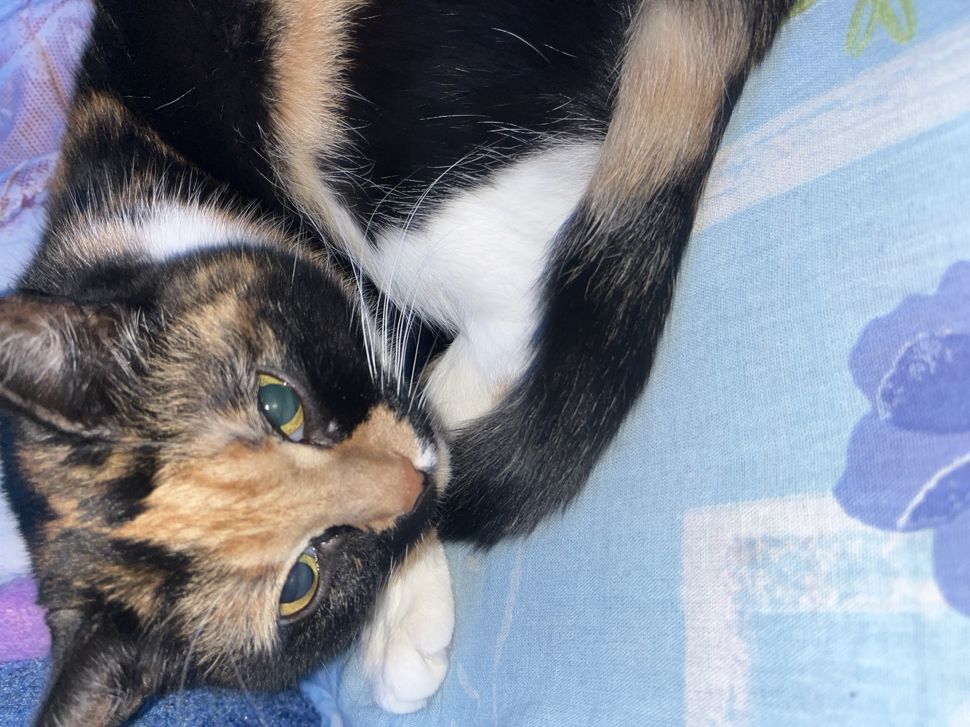 A close-up image shows a calico cat resting on a patterned blanket. The cat's fur features a distinctive mix of black, white, and various shades of orange-brown, indicative of a tortoiseshell or calico pattern. Its prominent eyes are a striking green-yellow color with vertical pupils, reflecting light as it looks directly at the viewer. A small pinkish-brown nose and numerous long, white whiskers are visible on its face. The cat's body is partially curled, with a section of its tail, displaying black, white, and tan fur, visible in the upper right.
The cat is lying on a soft, light blue blanket or bedspread that features subtle, larger purple and blue floral patterns. Another section of the blanket appears purple. The scene suggests a relaxed and comfortable indoor setting, possibly a home, where the cat is in a state of rest or calm observation. The lighting appears to be ambient indoor light, potentially with a flash given the eye reflection. No legible text is visible in the image. The context provided indicates this scene is in Chaikovsky, Russia.