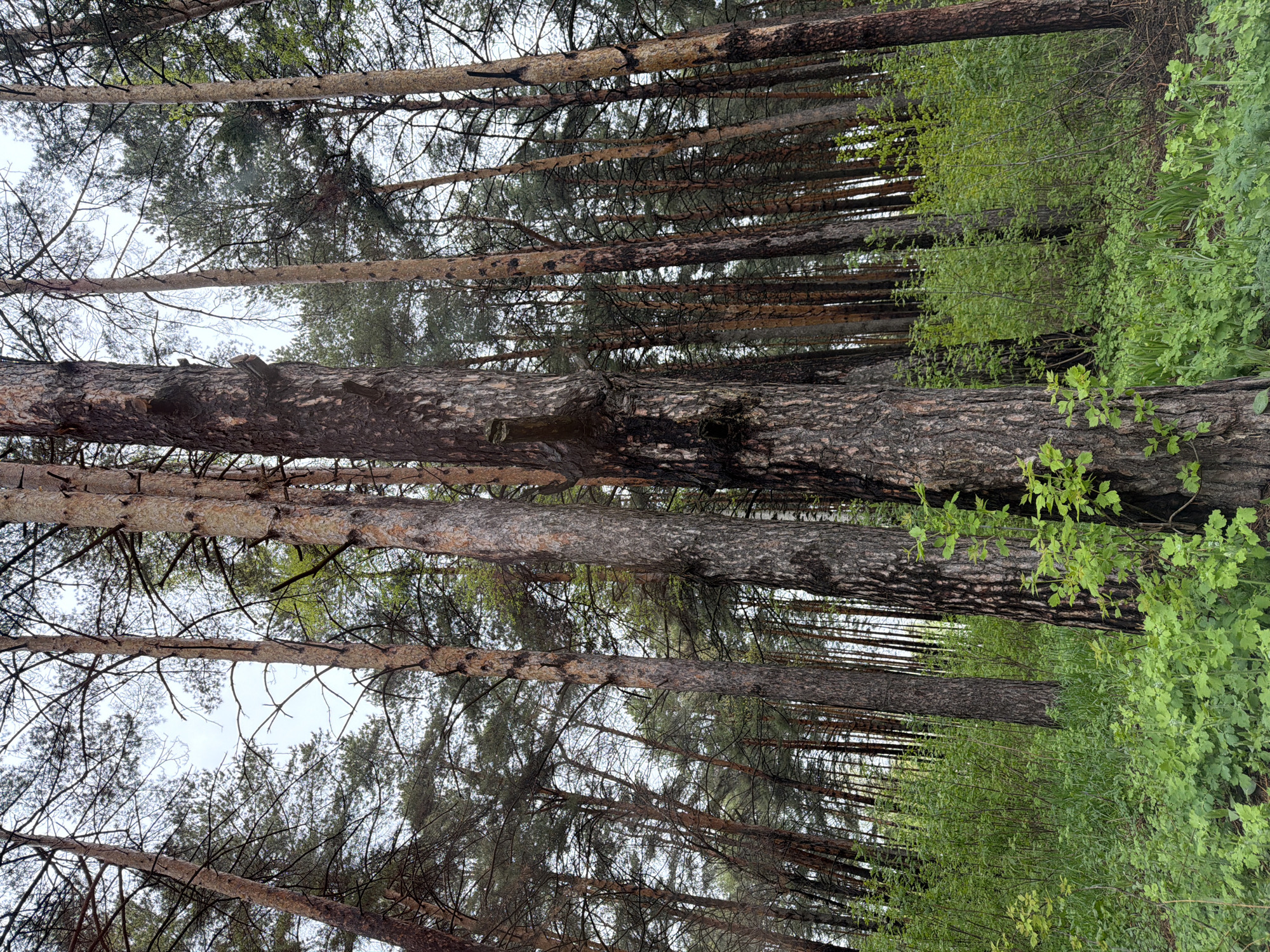 The image depicts a forest scene in what appears to be the city of Chaikovsky, Russia. The photograph is taken from a low angle, looking upwards towards the sky through the dense canopy. The scene is dominated by tall, straight pine trees with rough, dark bark. The trunks are densely packed together, creating a vertical rhythm in the image. Patches of green foliage are visible at the edges of the frame, representing ground-level vegetation or bushes. The sky is overcast, providing soft, diffused light throughout the scene. There are no visible people, animals, or distinct objects other than the trees and vegetation. The interaction portrayed is purely between the elements of the natural environment.