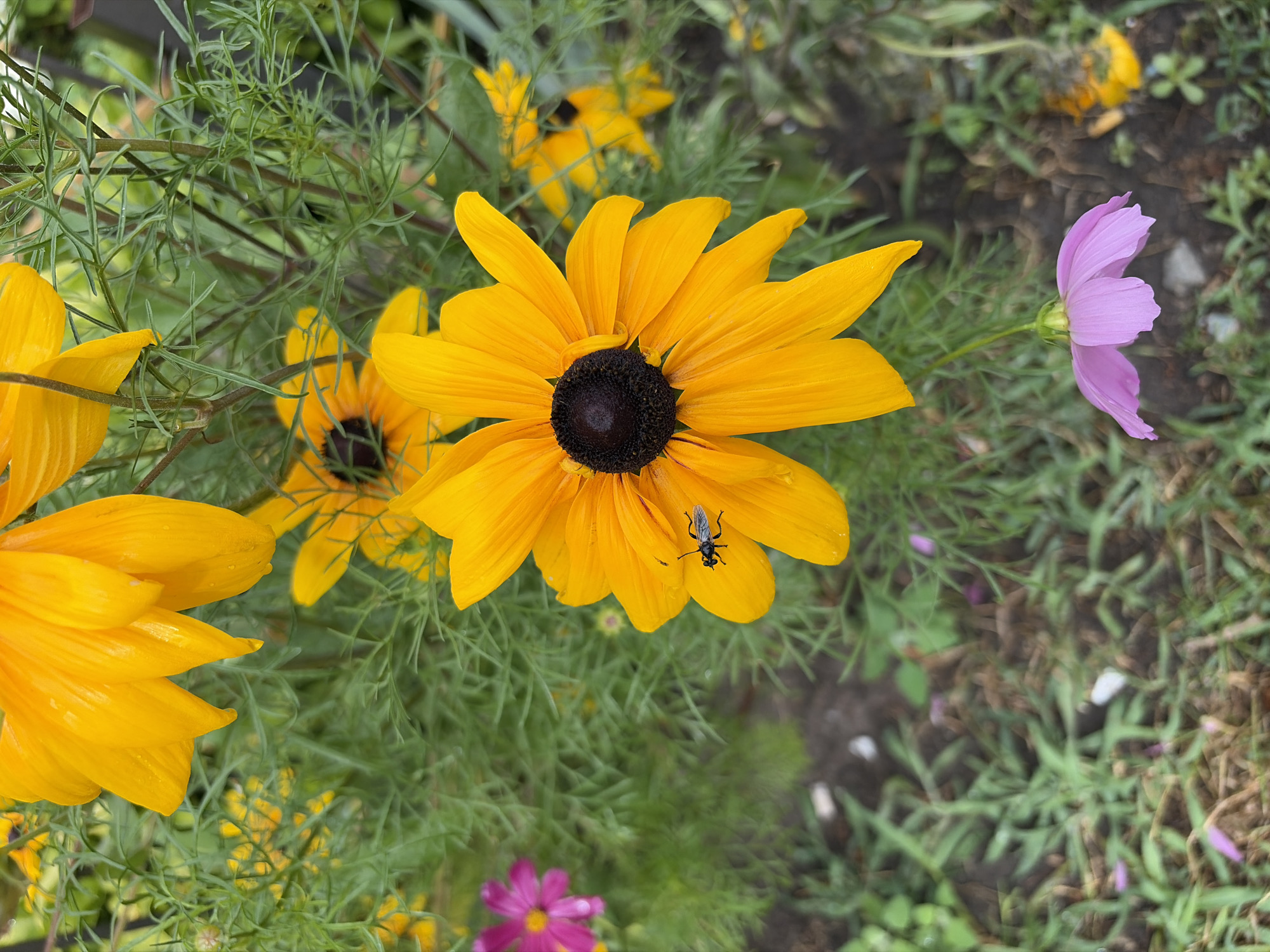 In Chernihiv, Ukraine, a close-up shot captures a vibrant cluster of black-eyed susans with their characteristic bright yellow petals and dark centers, set against a backdrop of lush green foliage. One prominent flower in the foreground, slightly off-center to the right, draws the viewer's eye with its large, open bloom. A small, dark-bodied insect with delicate wings is perched on one of its yellow petals, its presence adding a touch of life to the floral display. To the left, a solitary pink cosmos flower adds a splash of contrasting color, its delicate petals fanning out. In the lower right, another pink cosmos flower, smaller and slightly blurred, hangs downwards from its stem. The ground beneath the flowers is a mix of soil and green grass, interspersed with fallen petals, suggesting a natural, outdoor setting. The overall impression is one of a well-tended garden, bathed in natural light, showcasing the beauty of these late-blooming flowers.