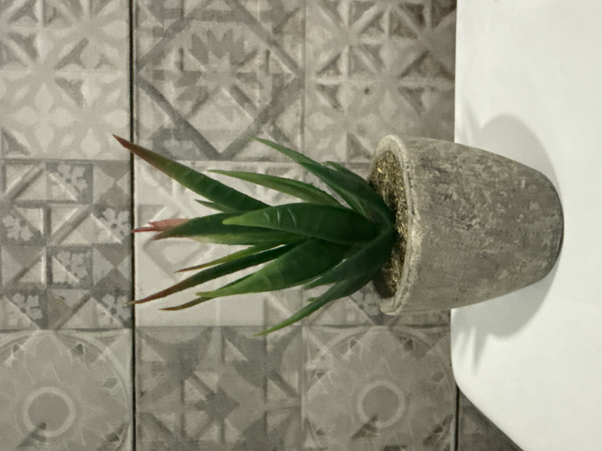 A medium shot captures a small potted succulent plant placed on a white surface, with a tiled wall serving as the backdrop. The succulent is a vibrant green with reddish tips and its leaves are pointed and fleshy. It sits in a textured, grey concrete pot filled with soil. The wall behind the plant features a repeating geometric pattern of grey tiles, creating a visually complex and textured background. The lighting is even, highlighting the textures of both the plant and the wall. The scene is clean and still, suggesting an indoor environment. The specific location in Tbilisi, Georgia, is not discernible from the visual information provided.