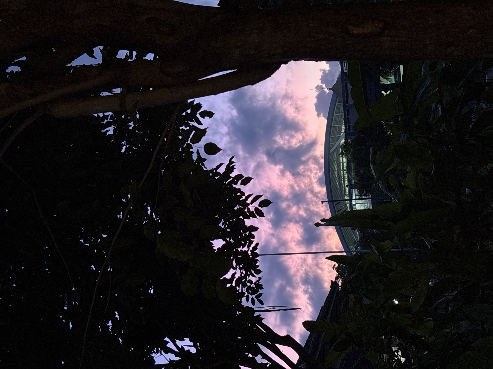 A landscape photograph taken from a low angle looking up through the foliage of a tree towards a pink and grey streaked sky at dusk in Kuta, Indonesia. The dark silhouette of the tree limbs and leaves frame the upper left of the image, while the foliage on the right is also darkly silhouetted. A building with a curved roof is visible in the center-right of the image. A utility pole rises through the center of the sky.