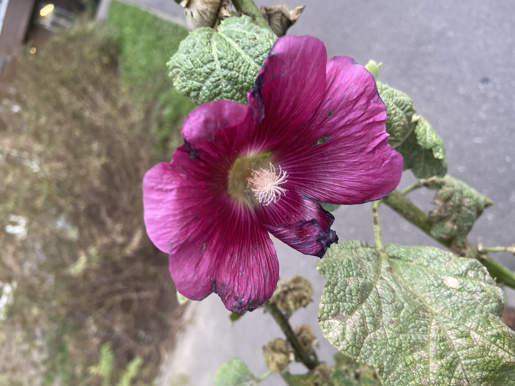 A close-up, eye-level shot captures a vibrant pink hollyhock flower in full bloom, its delicate petals showing slight signs of wear, with some edges darkened. The flower's stamen cluster is a soft white. Two textured, green hollyhock leaves are visible, one in the foreground and another partially obscured. The background is blurred, featuring out-of-focus greenery, brown foliage, and a paved surface, suggesting an outdoor urban setting. The lighting is natural daylight. There are no people or animals in the image. The scene is located in Balashikha, Russia.