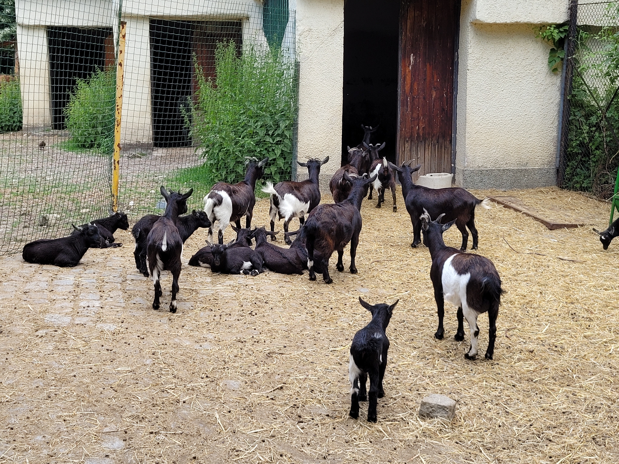 This image depicts a group of goats in an outdoor enclosure. The enclosure appears to be made of fencing and has a building with a large wooden door in the background. The ground is covered in hay and dirt, and there are some sparse patches of grass. Several goats, varying in size and color (mostly black and white, and brown and white), are scattered throughout the scene. Some are standing, while others are lying down. One small black and white goat stands in the foreground facing away from the camera. The setting suggests an animal enclosure or farm. The specific location in the city of Sofia, Bulgaria cannot be determined from the visual information provided.