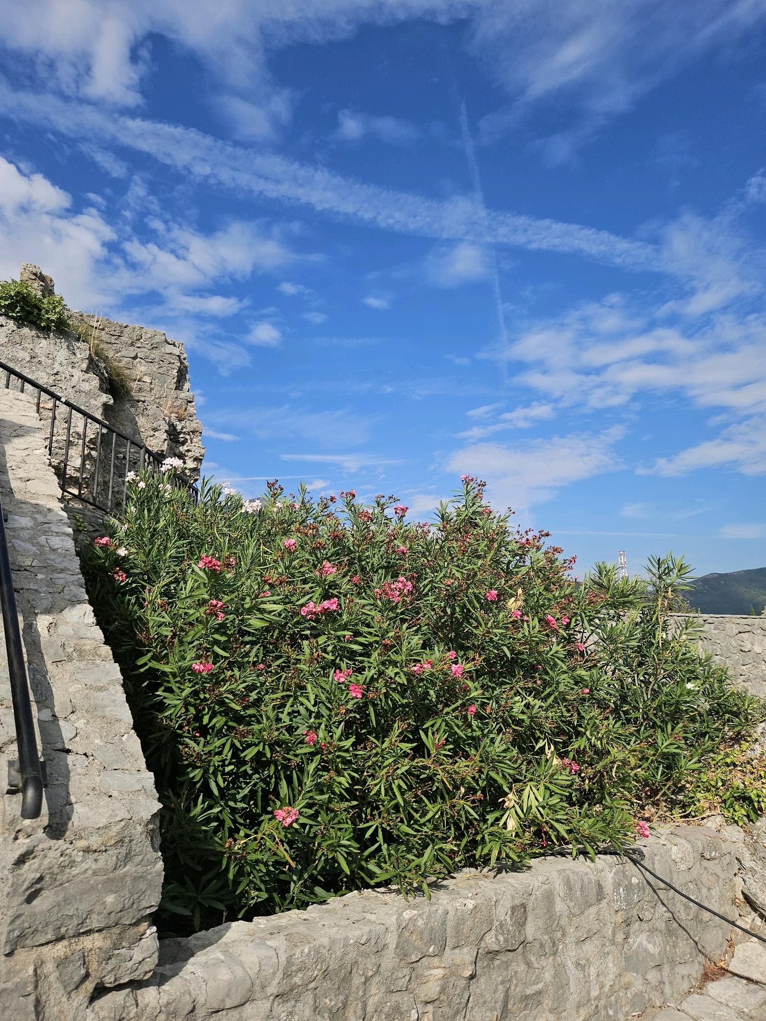 The image depicts a view from a stone pathway in Herceg Novi, Montenegro. A weathered stone wall borders the pathway on the left, with a dark metal railing attached to it. Beside the pathway, a lush green bush with numerous pink flowers is in bloom. In the background, more stone walls are visible, along with a distant green hillside under a vibrant blue sky filled with scattered white clouds. The scene suggests a scenic outdoor location, possibly within the historic fortifications or old town of Herceg Novi.