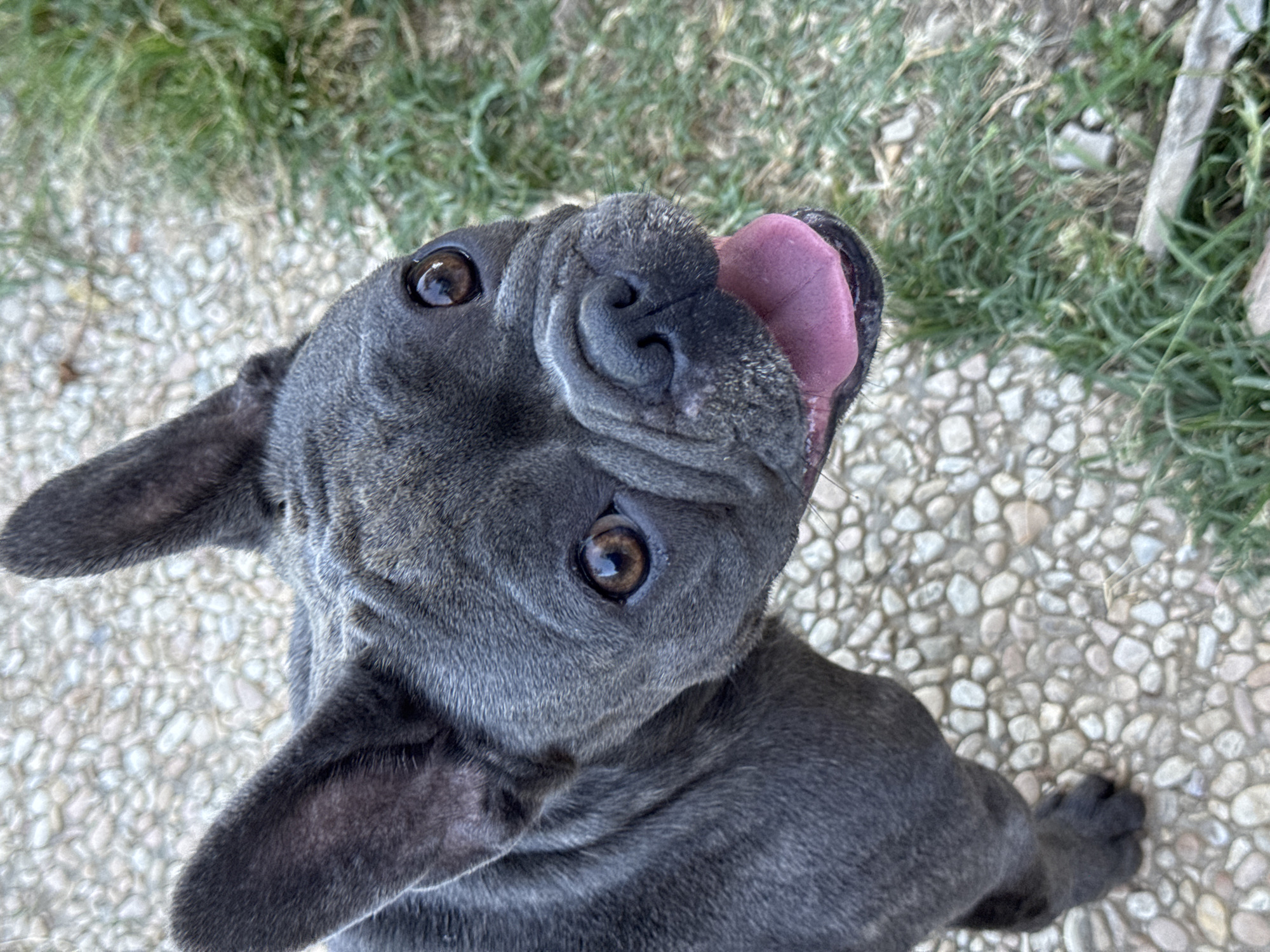 The image shows a close-up of a French Bulldog looking directly at the camera. The dog has dark gray fur, prominent ears, and brown eyes. Its mouth is open, revealing a pink tongue and dark gums. The dog is outdoors, standing on a ground covered with small, light-colored pebbles. To the right of the dog, there is green grass and a blurred background. There are no people or any identifiable man-made structures in the image that would help determine its location within San Benedetto del Tronto, Italy. The scene is focused entirely on the dog and its immediate surroundings.