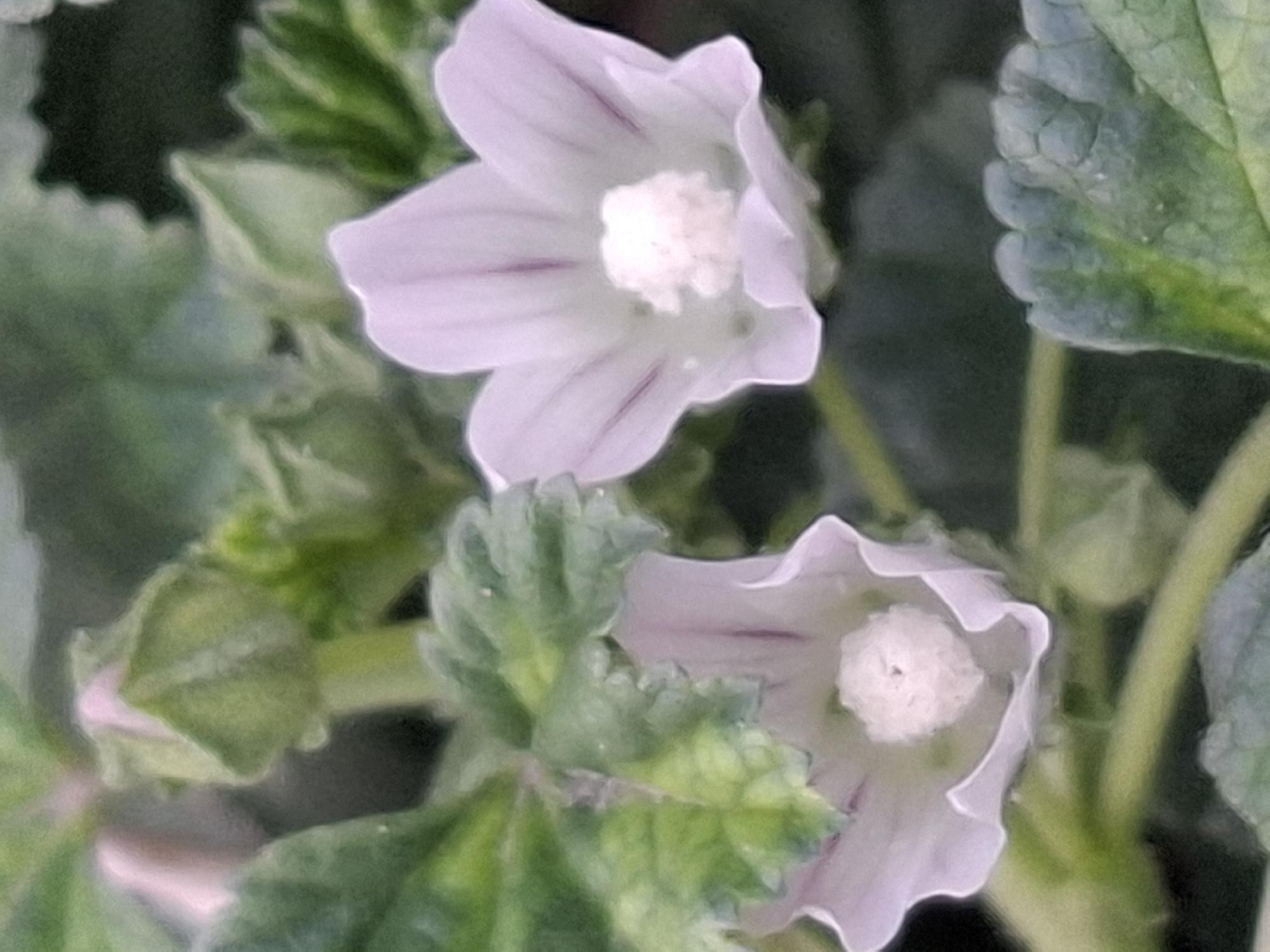 The image shows a close-up of two light purple flowers with delicate pink veins, set against a blurred background of green foliage. The flowers have five petals each and a fluffy white center. One flower is slightly more in focus than the other. The overall impression is one of delicate natural beauty. The image does not contain any elements that would allow for the identification of a specific location in Almaty, Kazakhstan.