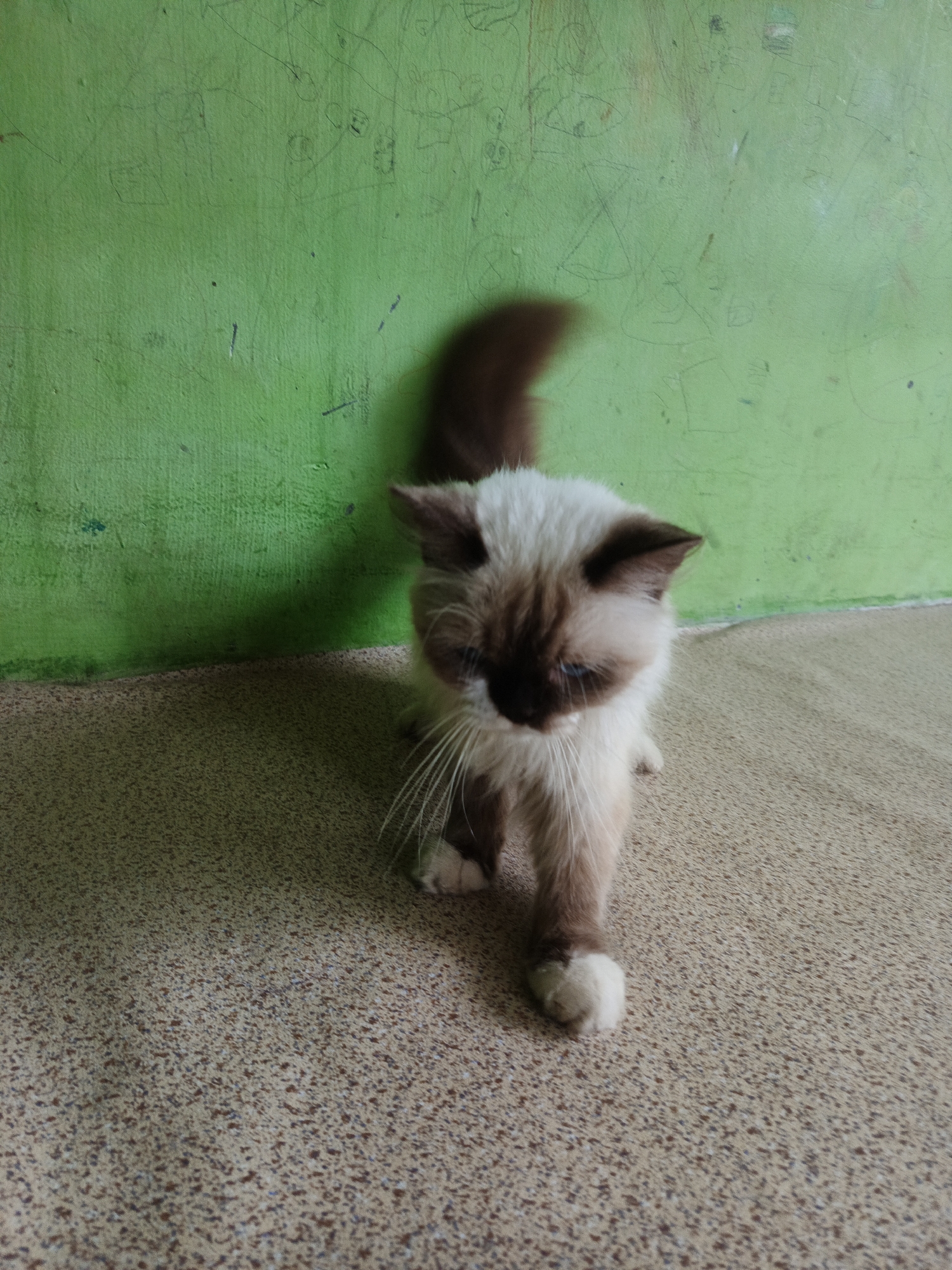 A medium shot captures a fluffy Himalayan cat walking forward on a speckled beige floor in front of a textured, bright green wall. The cat has a white body with brown markings on its face and ears, and its tail is also brown and slightly blurred from movement. The cat's blue eyes are looking downwards, and its whiskers are fanned out. The green wall has faint, child-like drawings and scribbles on it. The lighting suggests an indoor environment, likely a residential area within the city of Lhokseumawe, Indonesia.