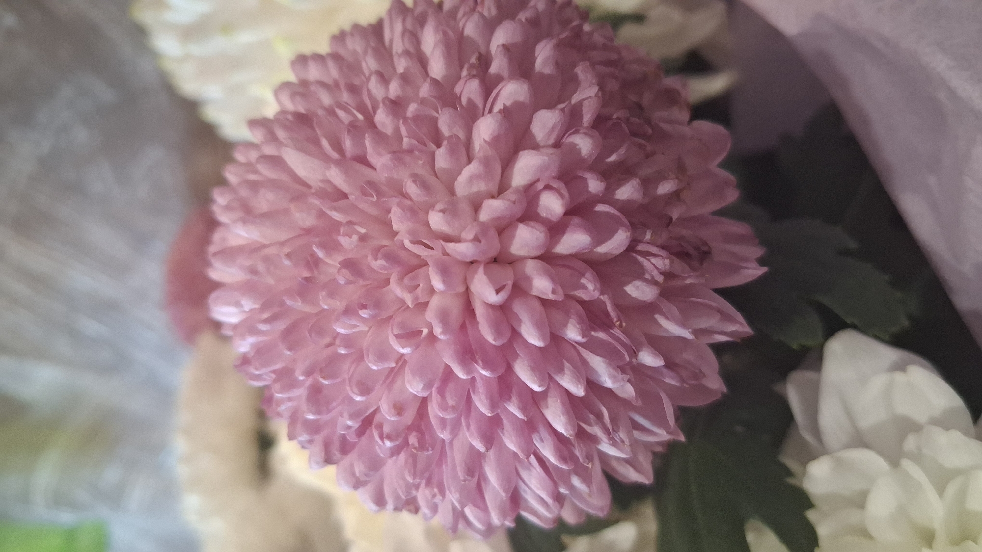 A close-up, slightly blurry, vertical shot shows a light pink chrysanthemum flower with many petals. The flower is the central focus and takes up most of the frame. The petals are densely packed, tubular, and have slightly pointed tips, creating a spherical shape. Behind the chrysanthemum, out-of-focus white flowers and dark green leaves are visible. The background is blurred and consists of soft, muted colors, suggesting the flowers are part of a bouquet. The lighting is soft, highlighting the texture and delicate color of the chrysanthemum. The image was taken in an unknown location in Unknown, Unknown.