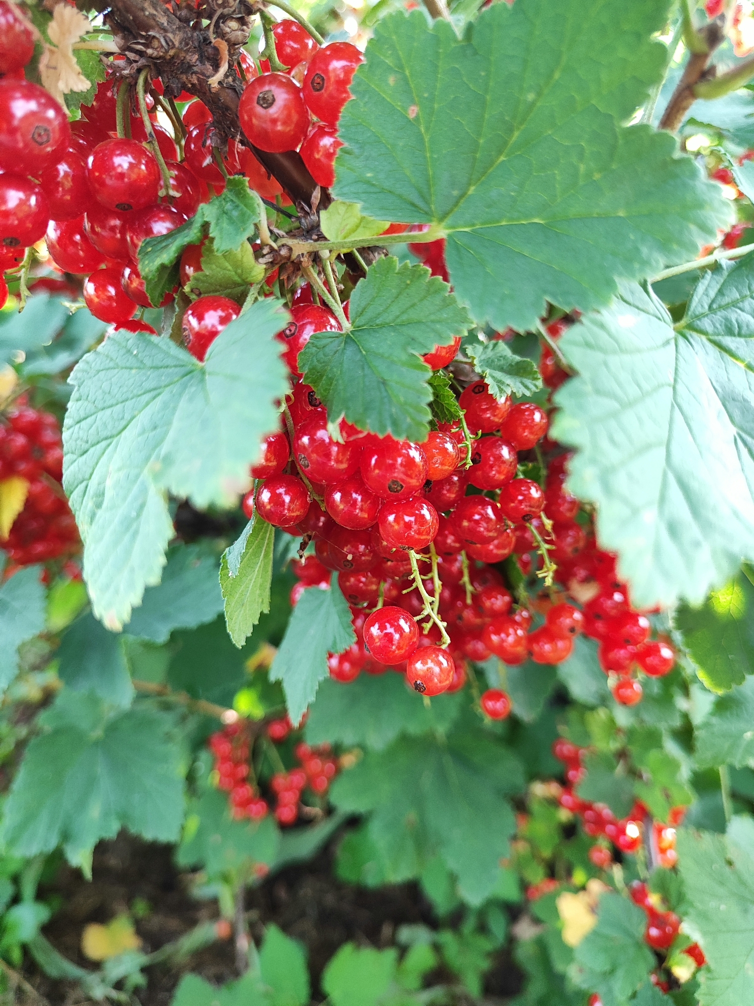 A close-up, vertical shot showcases a cluster of ripe red currants hanging from a branch, surrounded by vibrant green leaves. The currants are plump and glossy, with a deep red hue, and some have small stems still attached. They are clustered tightly together on thin, delicate stalks. The leaves are broad and serrated, with visible veins, and are a healthy green color, some partially obscuring the currants. The background is a blur of more green foliage and dark soil, suggesting an outdoor garden or natural setting. The lighting appears to be natural daylight, casting a soft glow on the berries and leaves, indicating it might be daytime. There is no visible text in the image. The scene evokes a sense of freshness and abundance, typical of a fruit-bearing plant in its natural growth environment. The focus is sharp on the foreground currants and leaves, with a shallow depth of field creating a soft bokeh effect in the background. The overall impression is one of natural beauty and the promise of harvest. The context suggests this scene is from the Lioznenski Sel'ski Savet in Belarus.