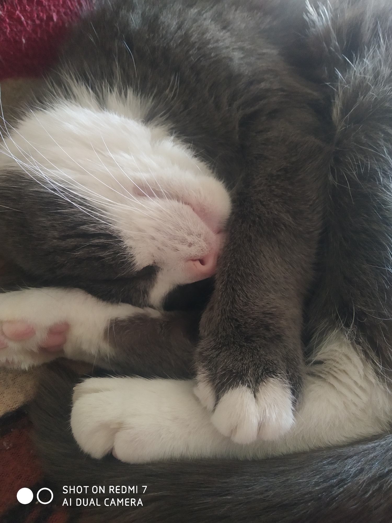 A gray and white cat is sleeping curled up, its paws tucked under its face. The cat's nose is pink, and its fur is soft. The location in the city of Chaikovsky, Russia, is unknown.
