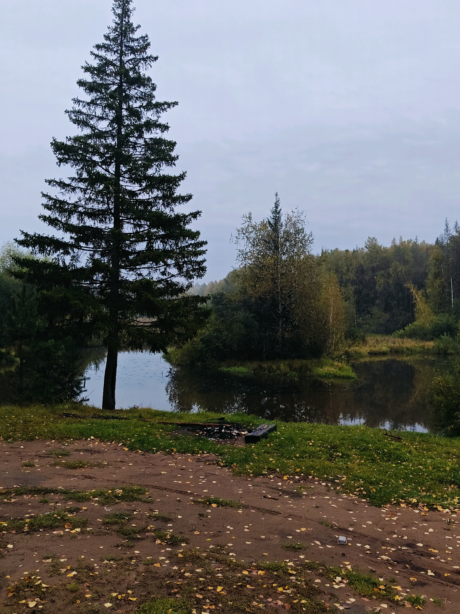 The image depicts a serene lakeside scene, likely situated in or near Chaikovsky, Russia, given the context. In the foreground, a muddy path is sparsely covered with fallen yellow leaves, interspersed with patches of green grass. Tire tracks are visible on the path. To the right of the path, green grass slopes down towards a calm body of water. On the edge of the water, a makeshift fireplace constructed from logs is visible, along with some debris.
Dominating the left side of the frame is a tall, dark green coniferous tree, its branches reaching towards the overcast sky. Behind this tree, the water of a lake or river is visible, reflecting the muted tones of the sky and surrounding trees.
The background is characterized by a dense forest of deciduous and coniferous trees, their foliage a mix of greens and autumnal yellows and browns, suggesting the season is likely autumn. The sky is uniformly gray and cloudy, casting a soft, diffused light over the entire scene. The overall atmosphere is tranquil and somewhat melancholic.