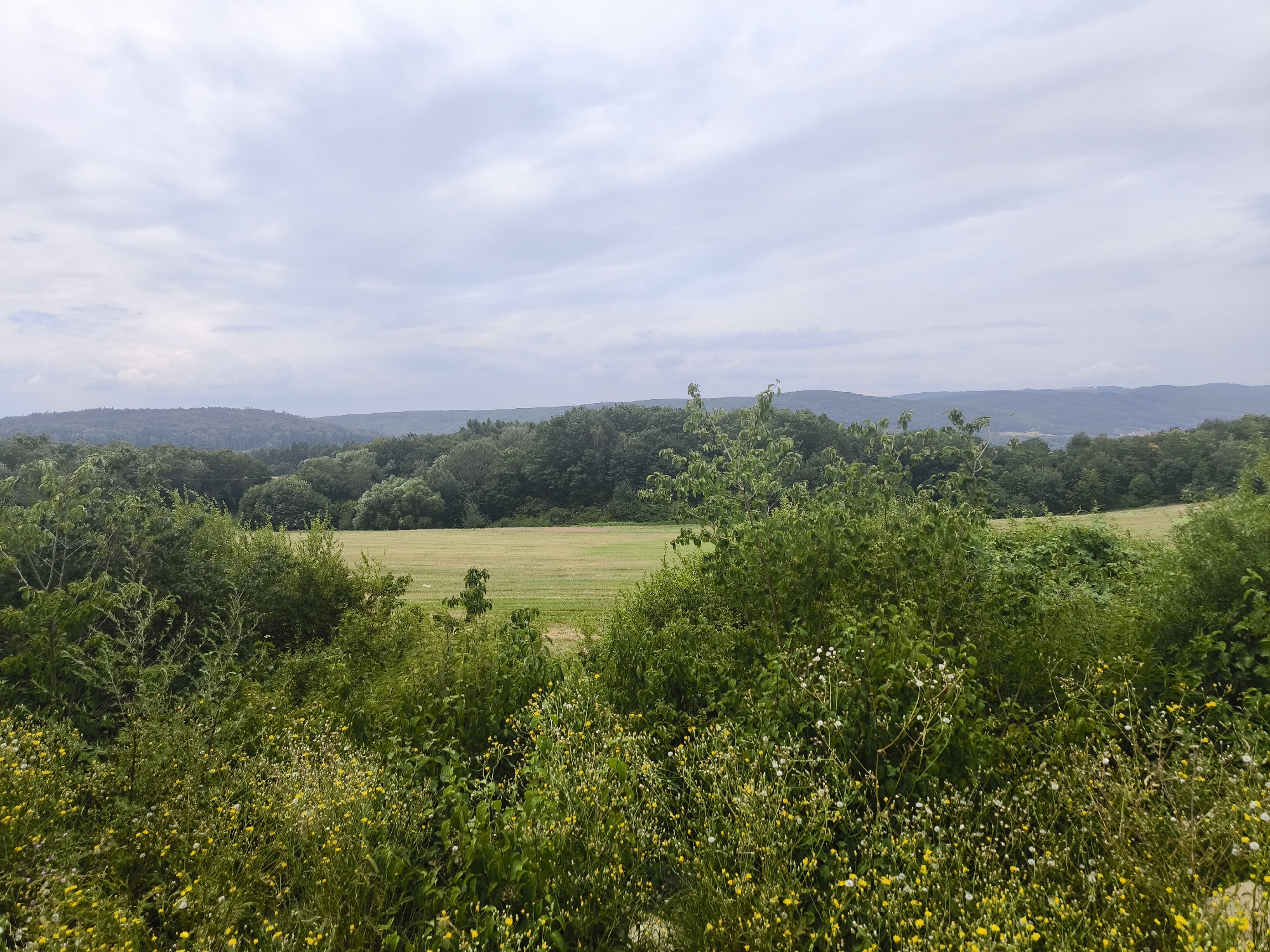 This is a landscape photograph taken in Holčíkovce, Slovakia. The image depicts a view of rolling hills covered in dense green trees, with a large, open field of mown grass in the midground. In the foreground, there is a dense thicket of greenery and wildflowers, with small yellow and white blossoms. The sky above is overcast with pale gray clouds. There are no people or animals visible in the scene.