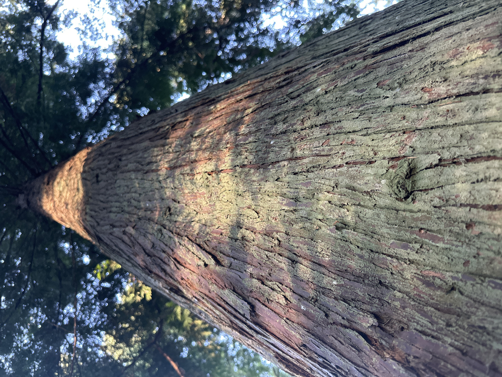 This is a low-angle, close-up photograph of the trunk of a large coniferous tree, likely a cedar or sequoia, in Coquitlam, Canada. The bark is thick, deeply furrowed, and shows variations in color, including reddish-brown and greenish-grey hues, suggesting moss or lichen growth. Sunlight filters through the dense canopy of leaves and branches above, casting dappled light and shadows across the textured bark. The background is a soft blur of green foliage and bright sky, indicating the tree is outdoors in a natural setting, possibly a park or forested area within Coquitlam. There are no people or animals visible in the image.