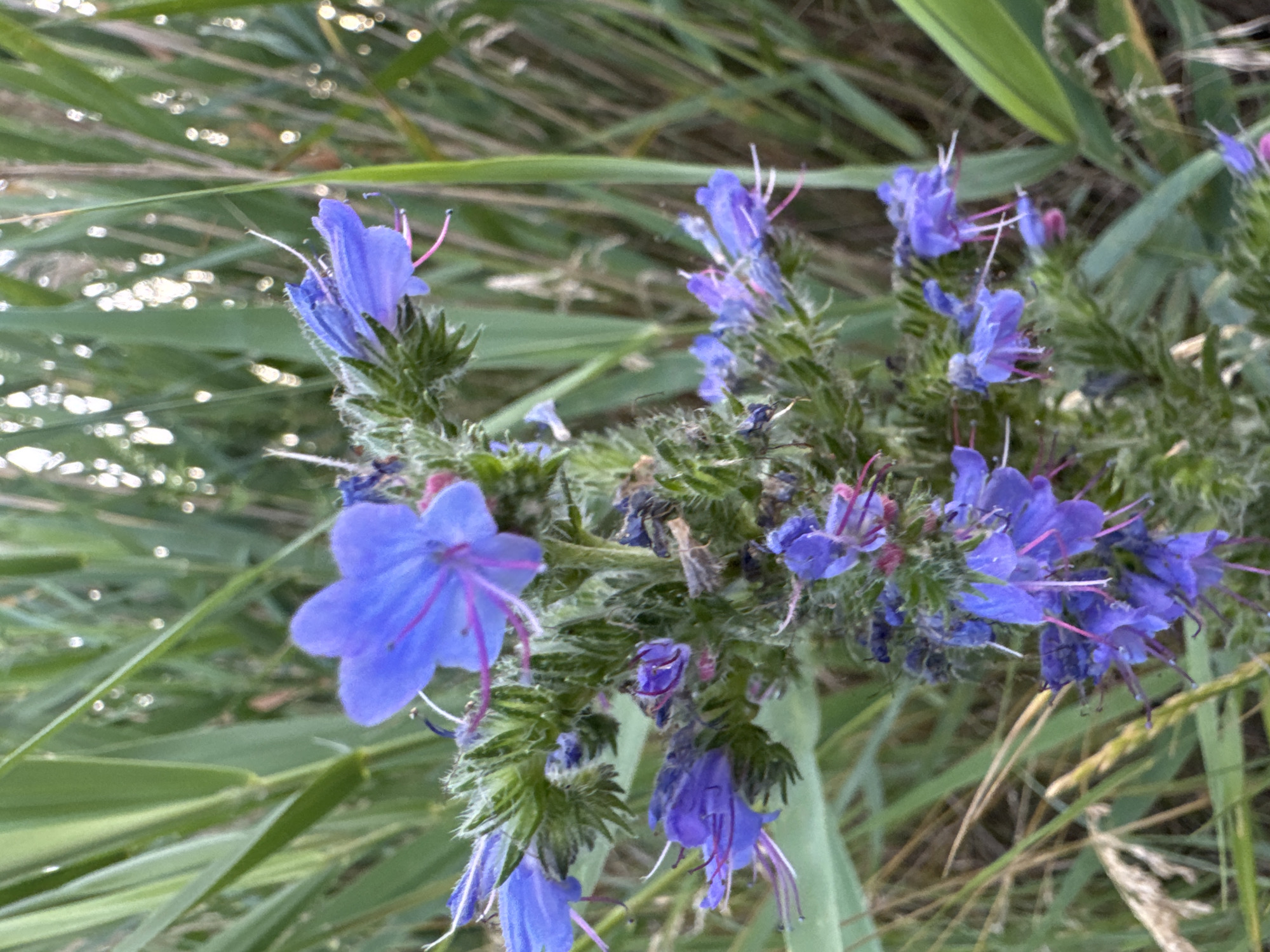 The image displays a close-up, slightly blurred view of a cluster of vibrant blue flowers with thin, pink stamens, set against a backdrop of tall, green grass and reeds. The lighting suggests it is either early morning or late afternoon, with soft light filtering through the foliage and creating bokeh effects in the background. The flowers are hairy and have a trumpet-like shape. The scene is natural and outdoors, likely in a field or meadow. There are no people or animals visible in the frame.