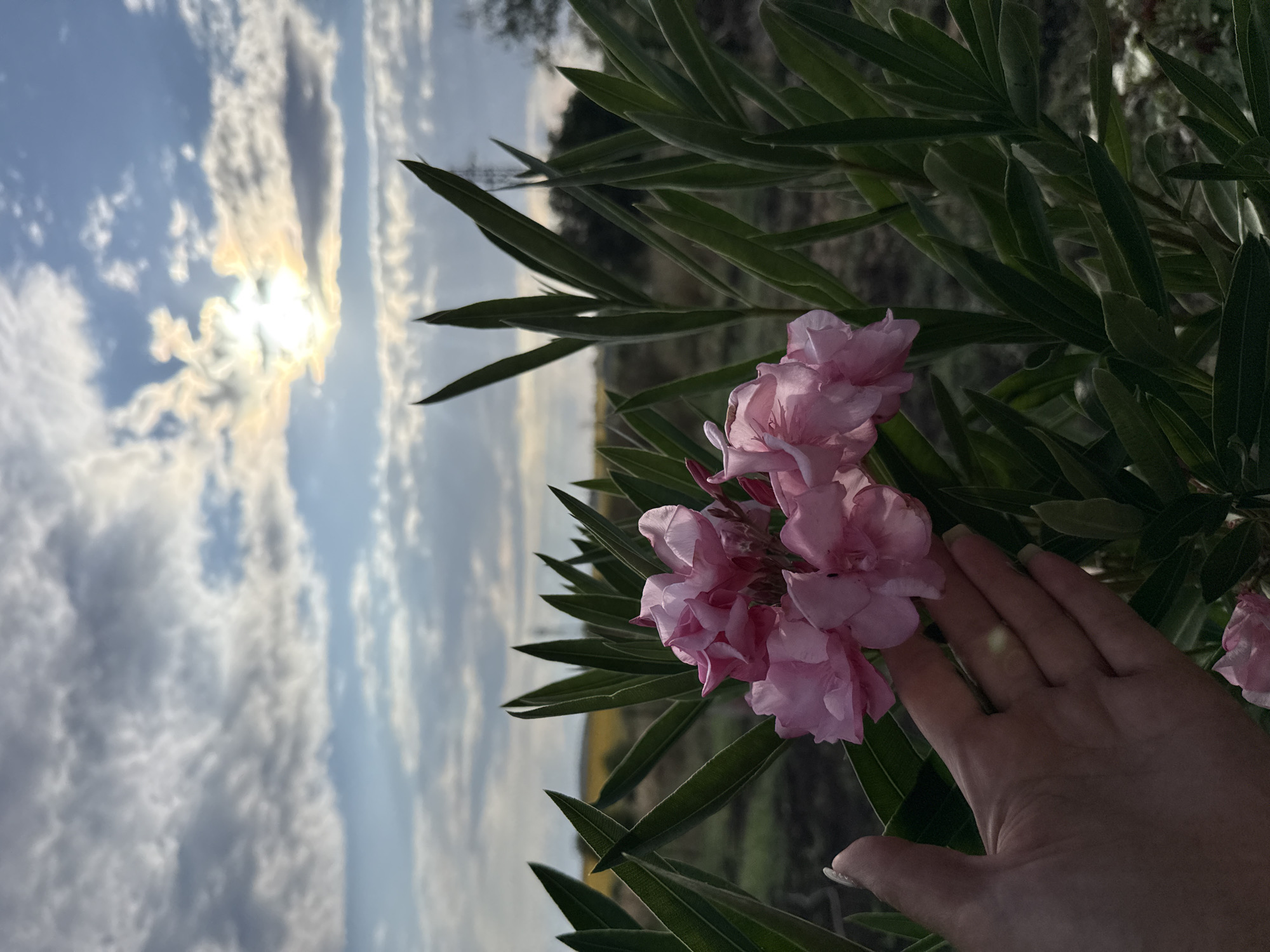 The image features a close-up view of pink oleander flowers and long, green leaves, with a hand gently touching one of the flowers. In the background, a dramatic sky with scattered clouds and the sun setting is visible, casting a warm glow. The sun's rays are diffused by the clouds, creating a soft, ethereal light. Below the sky, a landscape of fields and trees can be seen, hinting at a rural or natural setting. The overall impression is one of tranquility and natural beauty, possibly captured during a late afternoon or early evening. The scene is set in Marinka, Bulgaria. There is no visible text in the image.