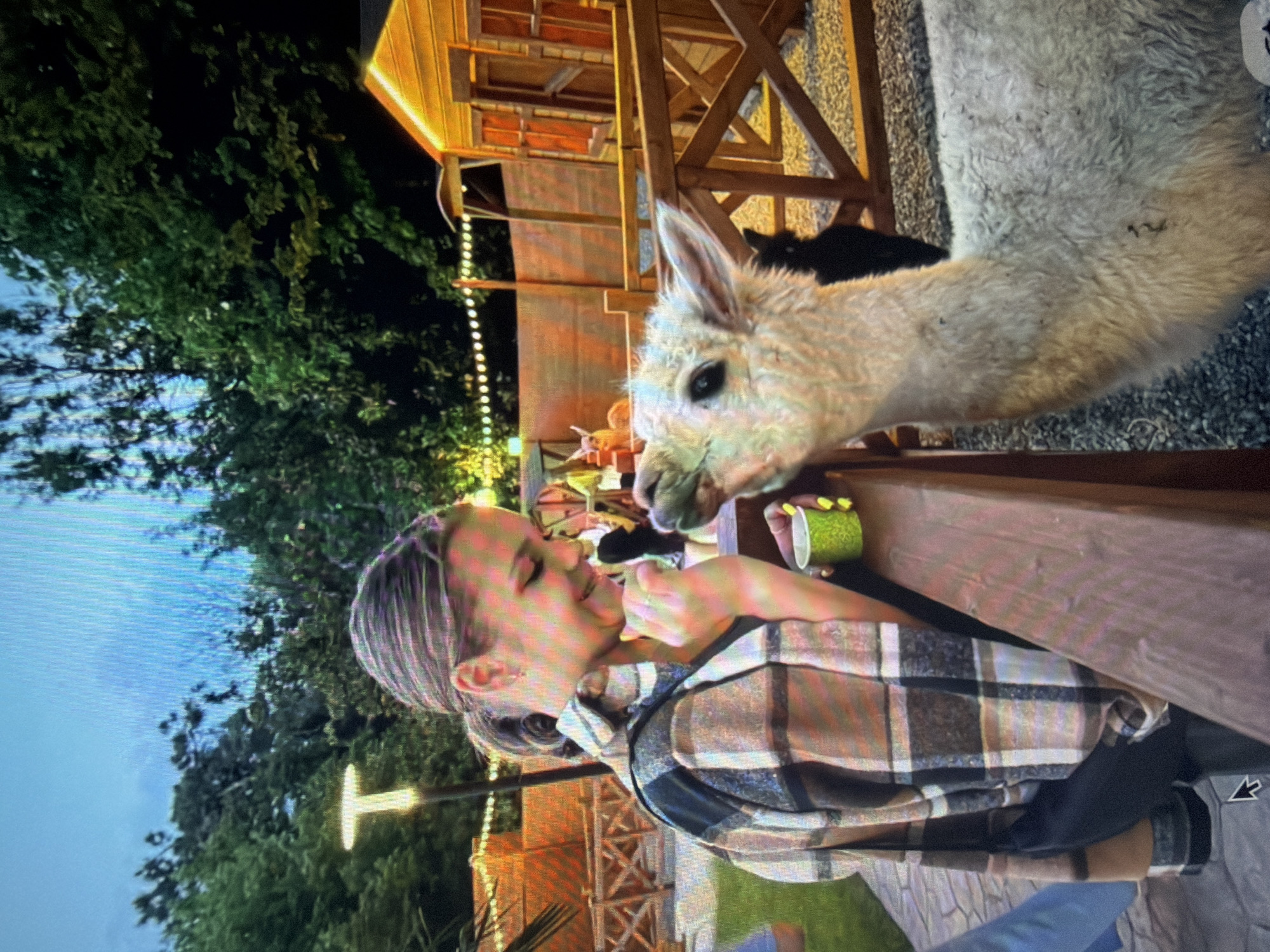 An outdoor scene in Shumen, Bulgaria, depicts a woman interacting with a light-colored alpaca at dusk or night. The woman, shown in profile on the left, has light brown hair in a ponytail and wears a plaid shirt over a dark top. She holds a small, green, textured cup in her right hand, from which the alpaca appears to be eating. Her left hand is near her chin, and she is smiling. Her fingernails are painted yellow. A wooden fence separates the woman from the alpaca, which is positioned on the right side of the frame, facing left with its head near the woman's hand. In the background, there is a small wooden building with glowing windows, string lights, and a T-shaped streetlamp. Dark green trees are visible against the blue-grey sky. The ground inside the enclosure is covered with gravel, and the ground where the woman stands is paved. A portion of a person's blue-clad leg is visible on the far left.