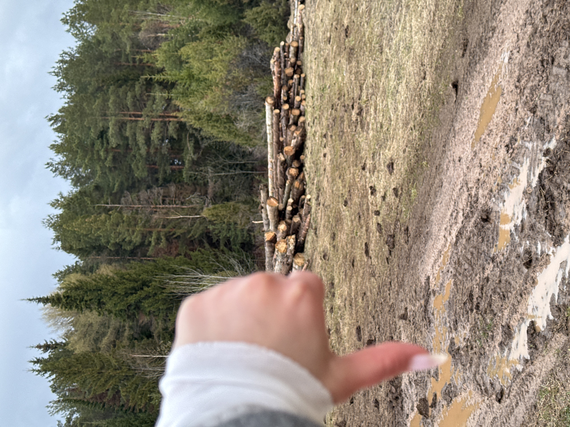 The image depicts an outdoor scene in Olkhovka, Russia, characterized by a forested area, a pile of timber, and muddy ground under an overcast sky. In the foreground, a blurred left hand, wearing a white long-sleeved shirt, is visible with the thumb pointing upwards and the index finger extended towards the lower right.
The immediate ground area consists of deeply rutted, muddy earth with several puddles of murky water and patches of dry, light-colored grass, indicating wet conditions. A substantial, horizontally stacked pile of cut logs and branches, varying in size, lies in the middle ground, suggesting recent logging or firewood collection. Behind the logs, a dense evergreen forest with tall coniferous trees dominates the background. The sky above is uniformly overcast and light gray, implying an un-sunny daytime. No specific activity or event is clearly unfolding beyond the visible hand gesture. There is no visible text in the image.