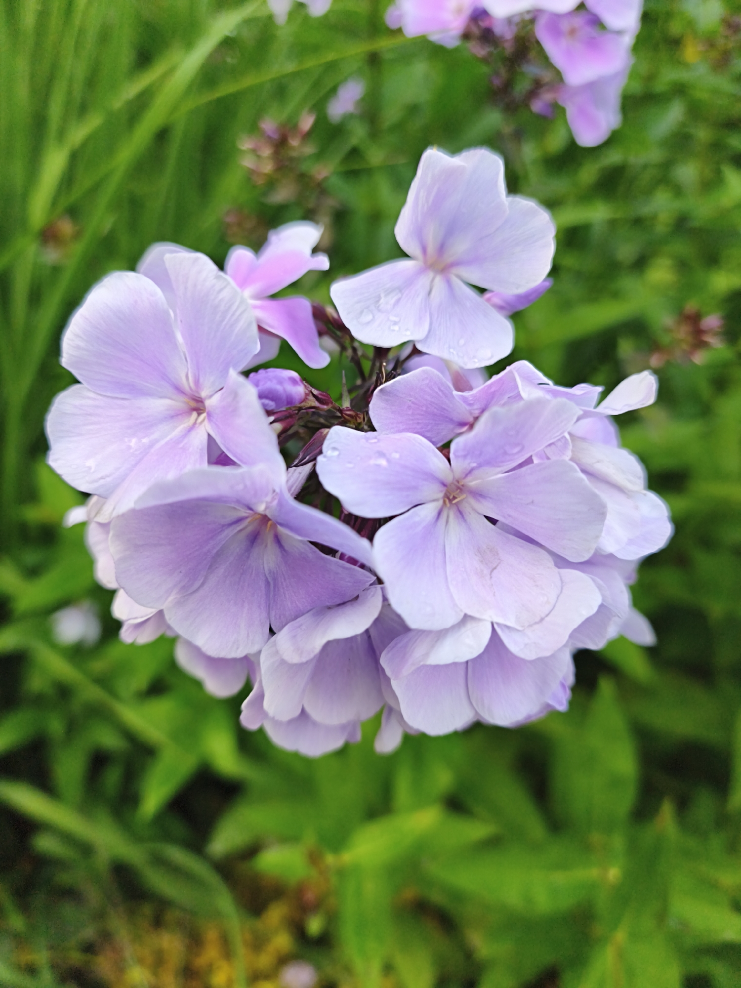 This is a close-up, eye-level, vertical, outdoor photograph of a cluster of light purple phlox flowers. The flowers are in bloom, with some showing water droplets on their petals. The background consists of out-of-focus green foliage, typical of a garden setting. The lighting is soft and diffused, suggesting it might be overcast or early morning/late evening. There are no people or animals visible in the image. The specific location in Tallinn, Estonia, cannot be determined from the visual information provided in the image.